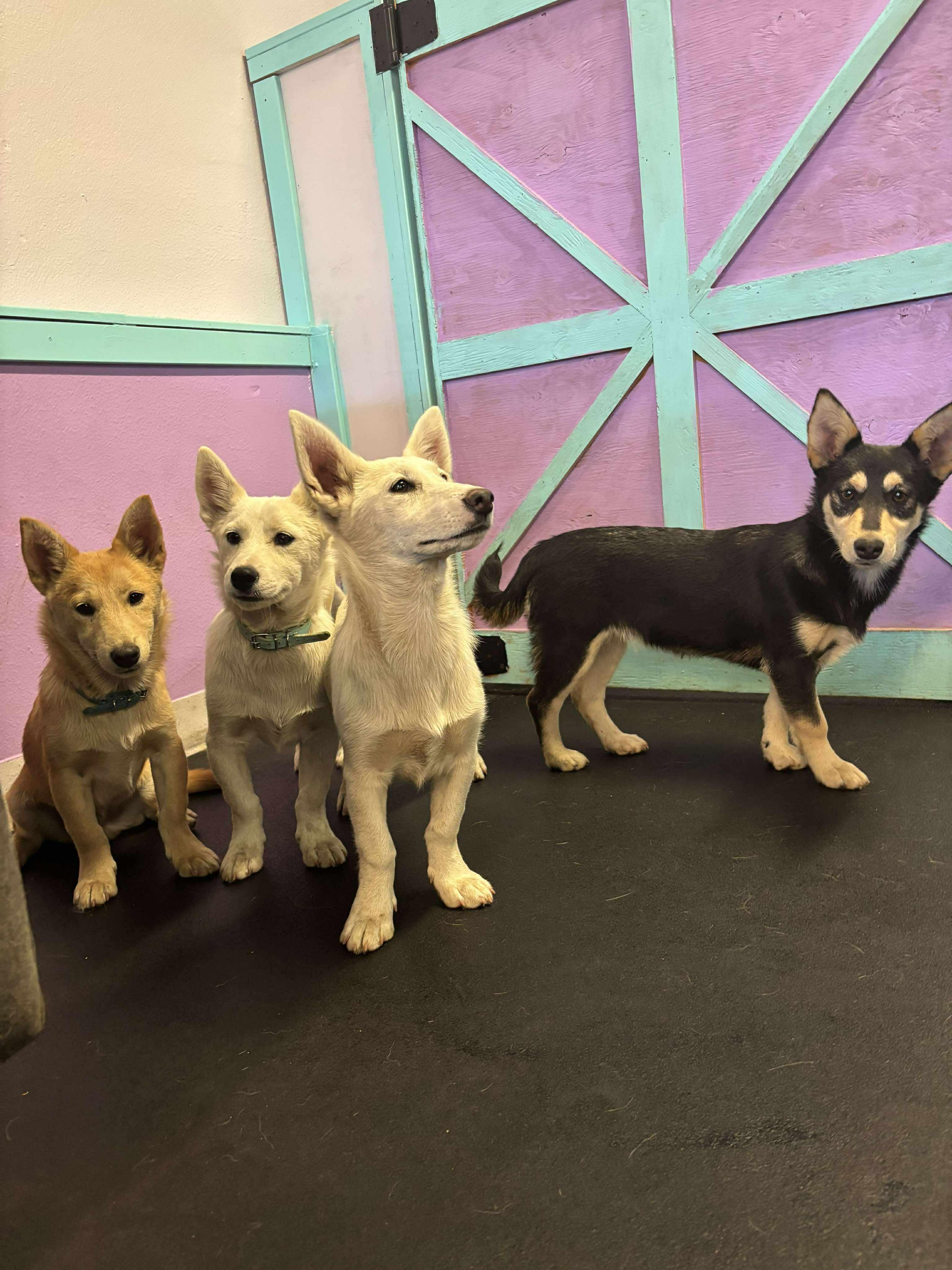 Small Shibu-mix Puppies!
