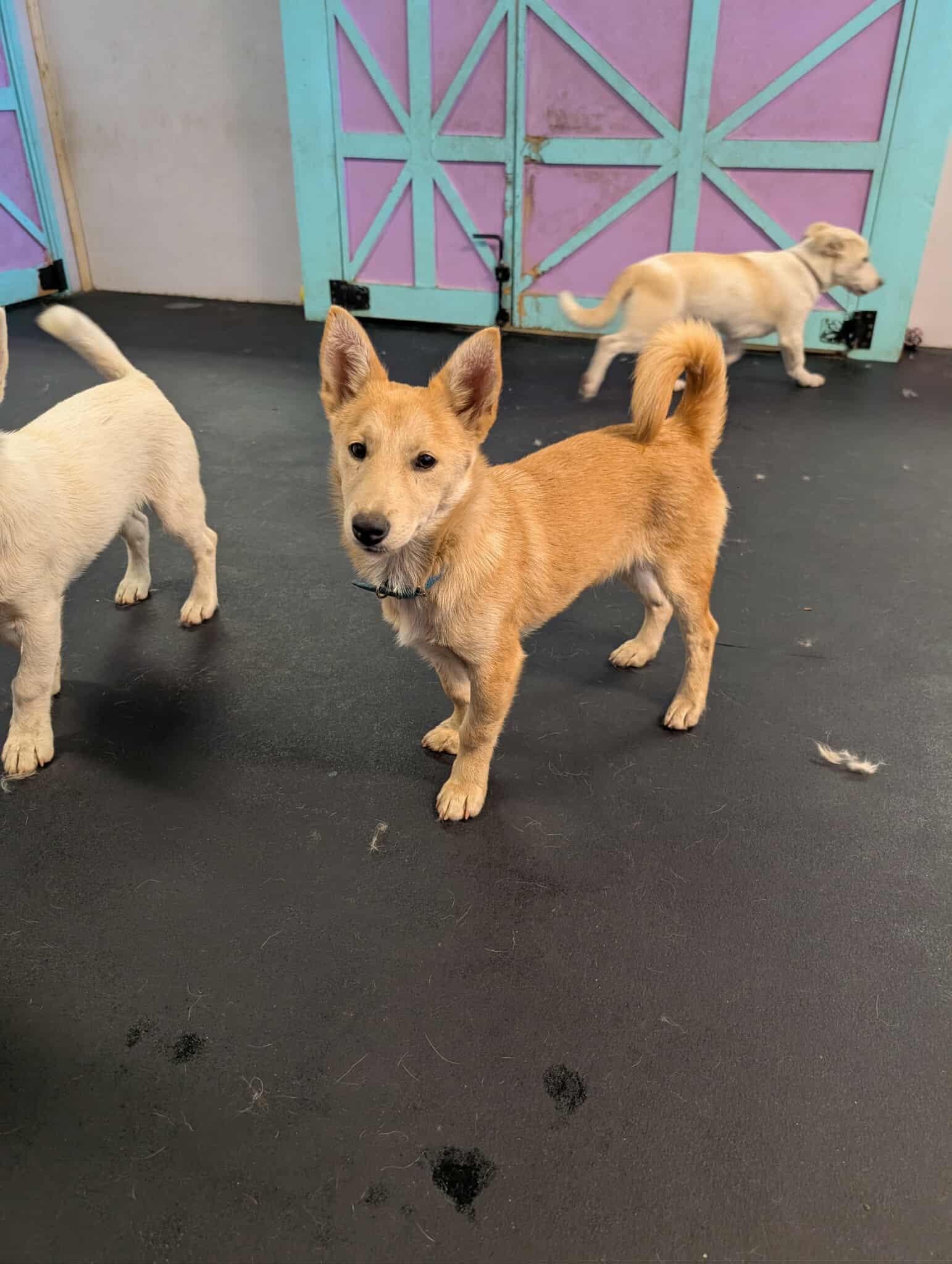 Small Shibu-mix Puppies!