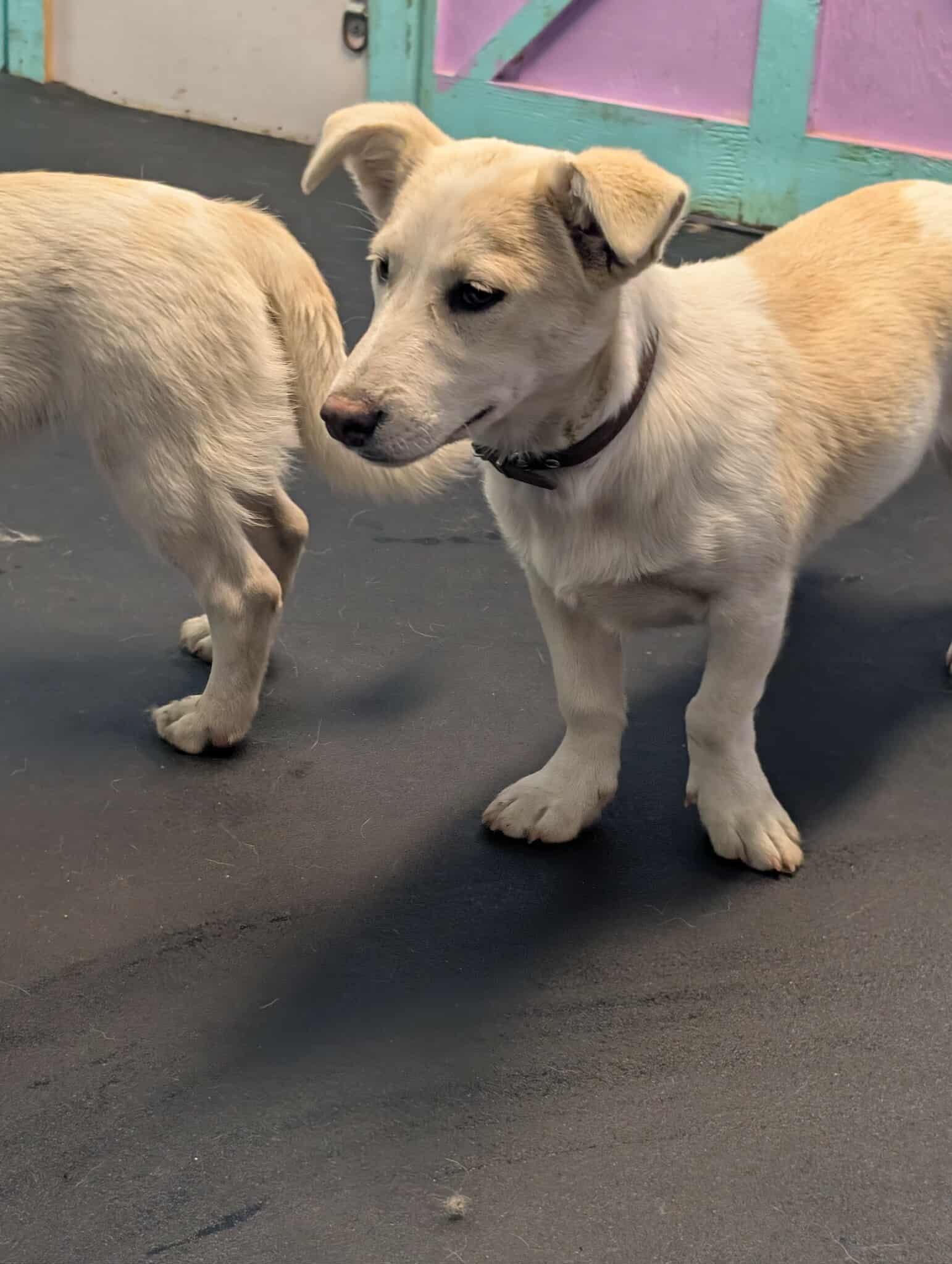 Small Shibu-mix Puppies!