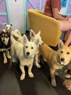 Small Shibu-mix Puppies!