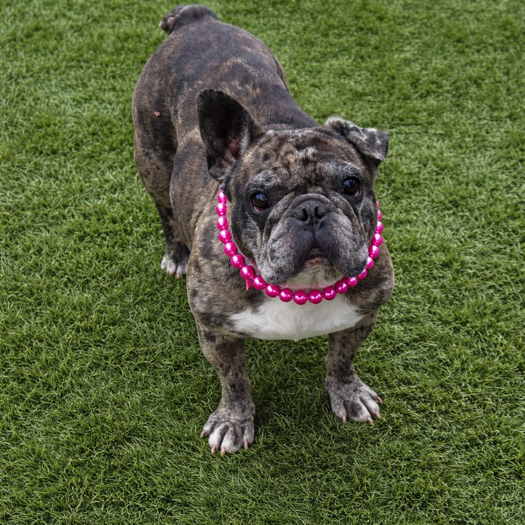 Zinnia, Adoptable, Adult Female French Bulldog.