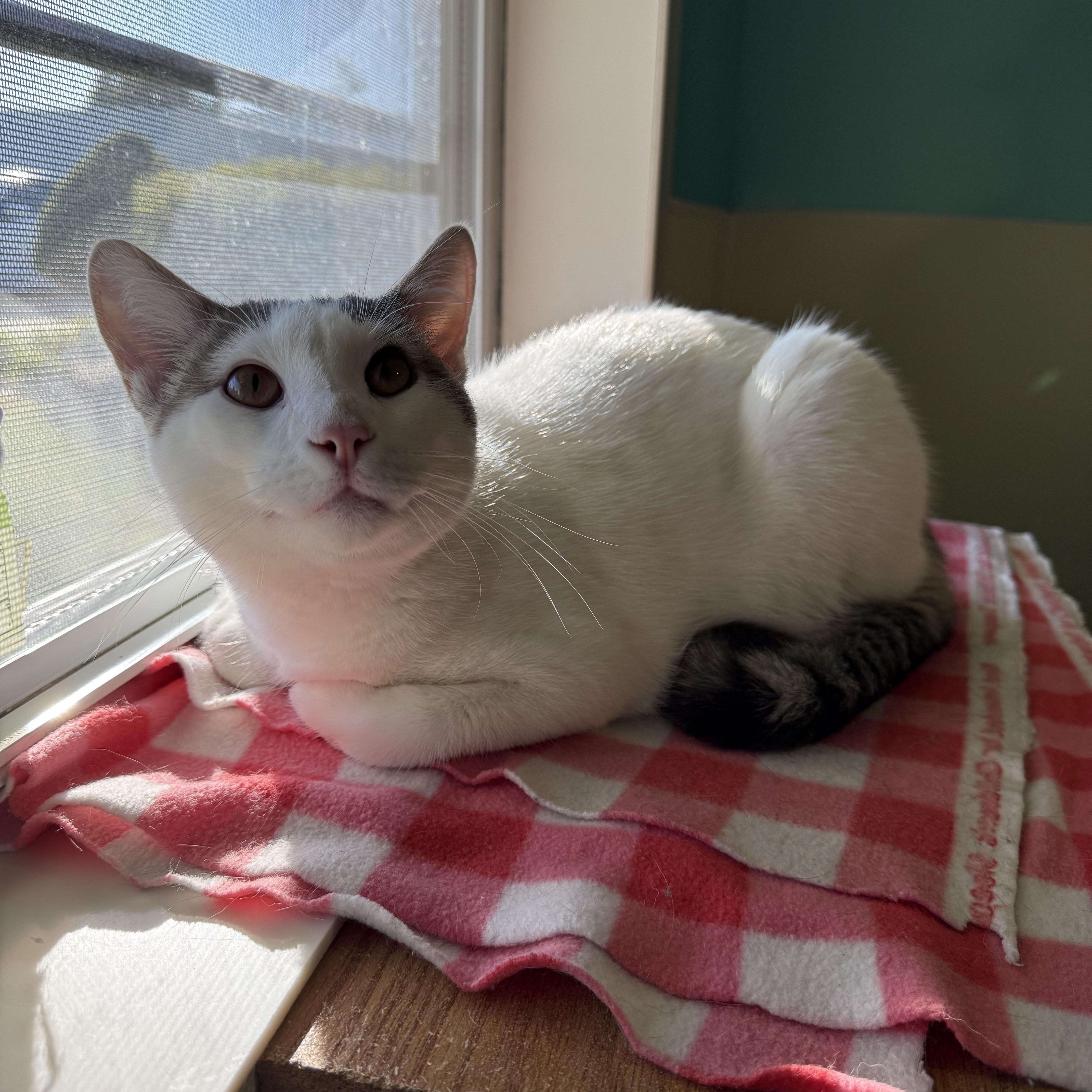 Moose, a Adoptable Domestic Short Hair in Lincoln, IL image 1/3