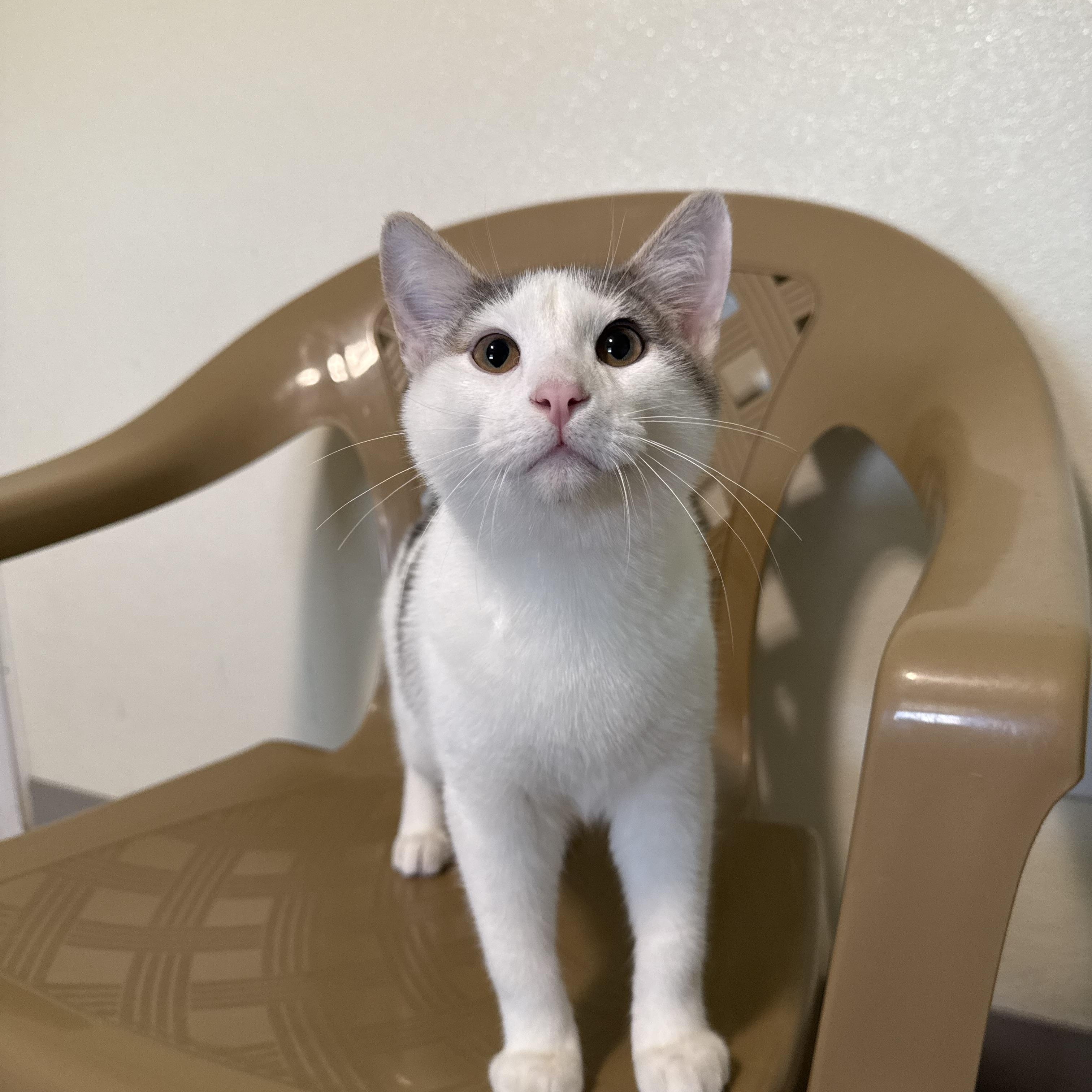 Moose, a Adoptable Domestic Short Hair in Lincoln, IL image 3/3