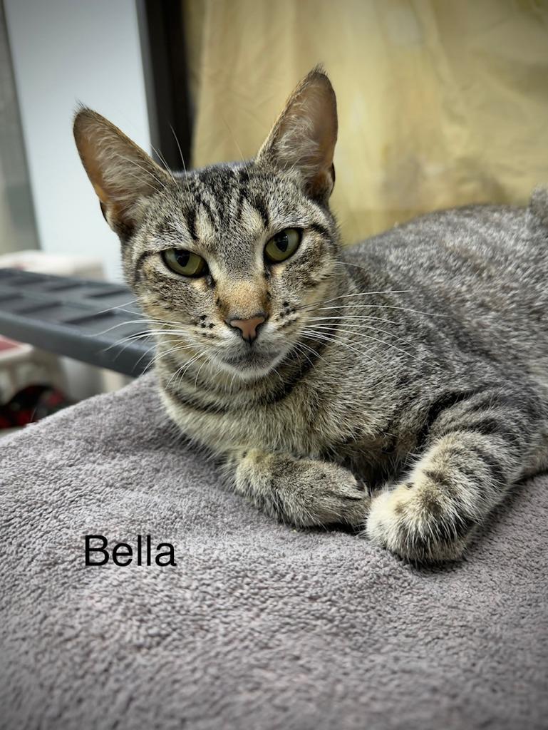 Enlarge Bella*adopted, a Adopted mixed breed in San Pedro, CA image 1/1