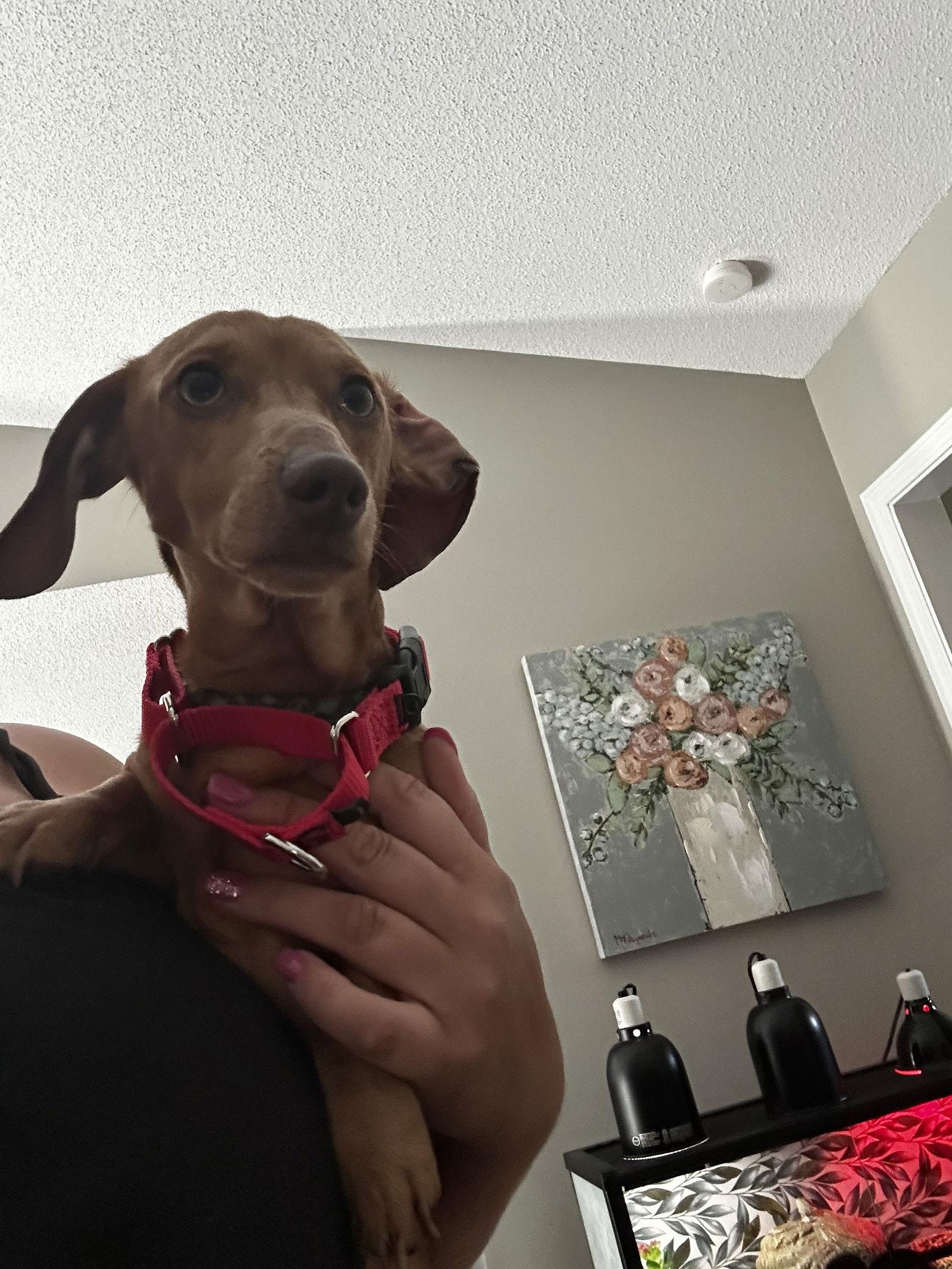 Fred3, a Adopted Dachshund image 1/2