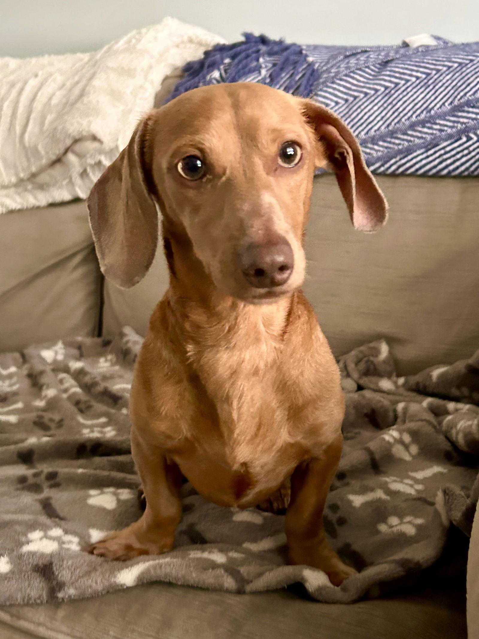 Fred3, a Adopted Dachshund image 2/2