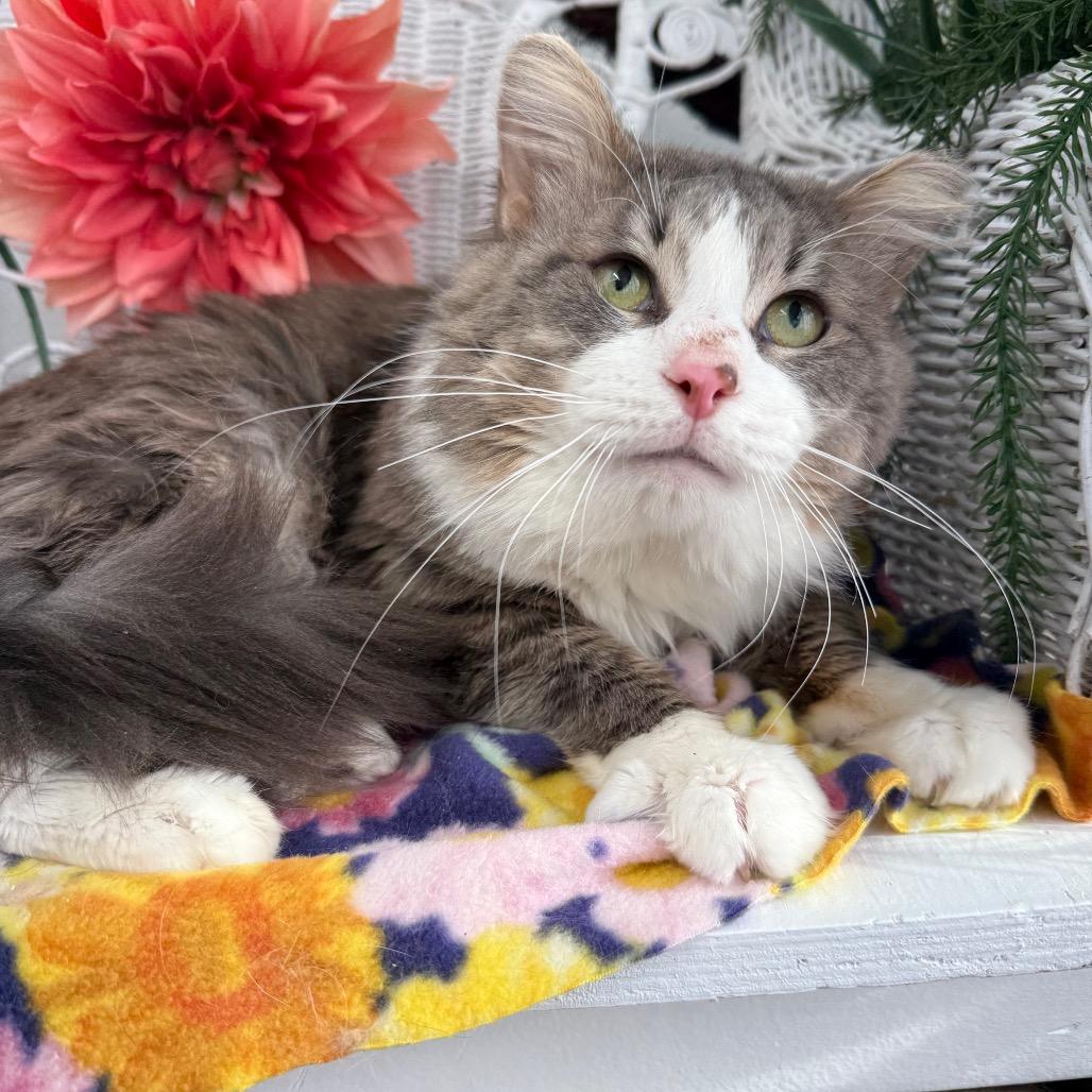 Bells a Jumping 55921, Adoptable, Adult Male Domestic Medium Hair.