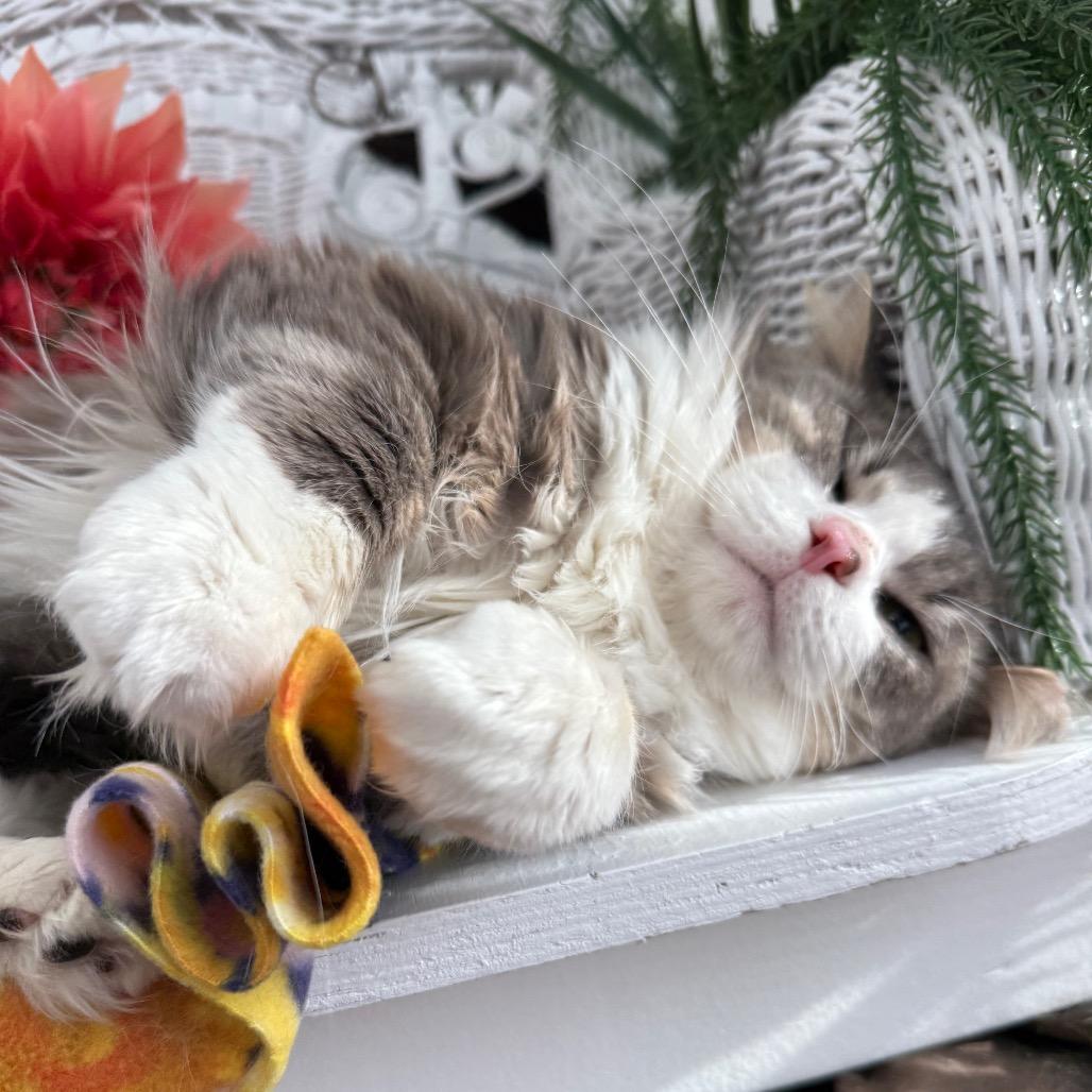Bells a Jumping 55921, a Adoptable Domestic Medium Hair in Lansing, MI image 2/6