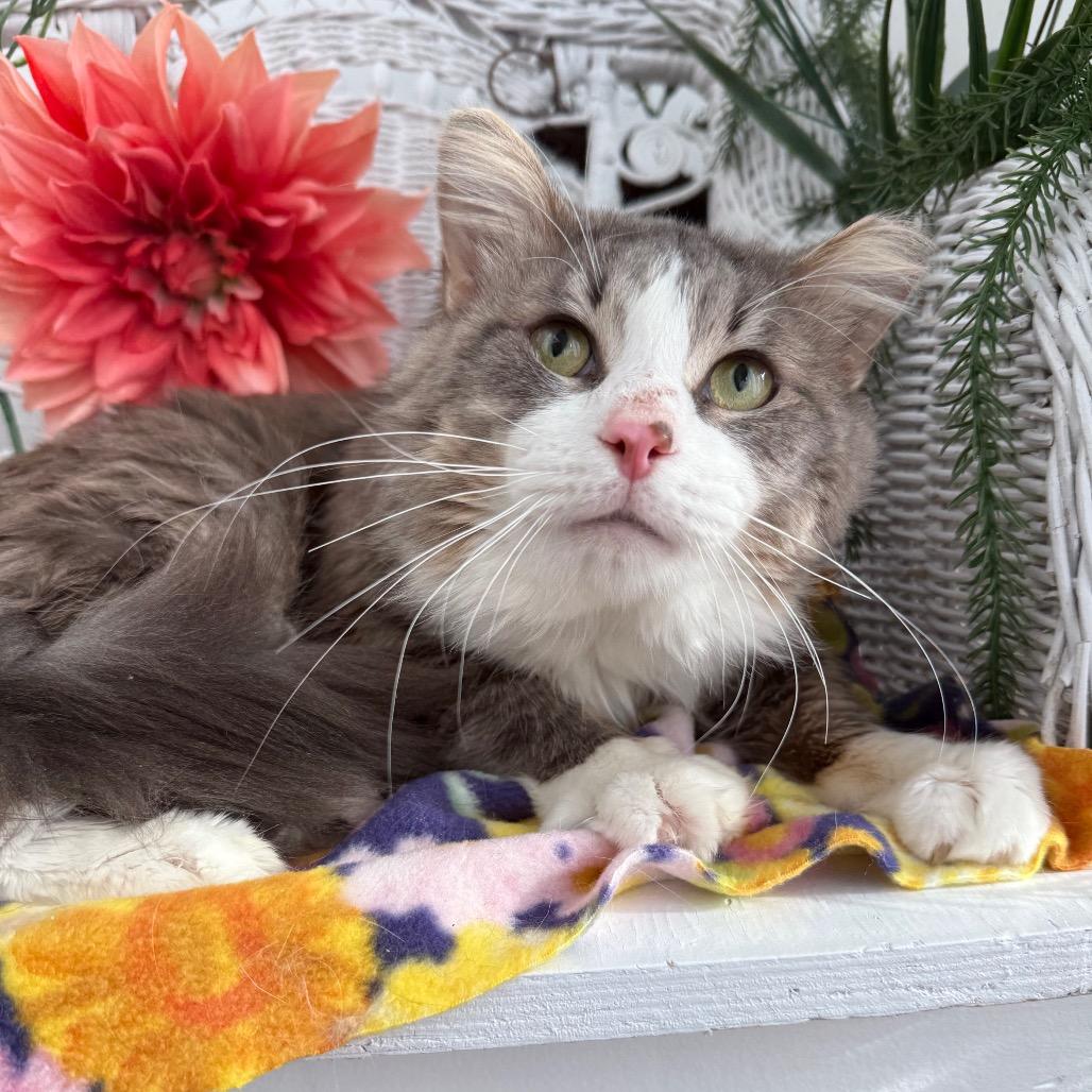 Bells a Jumping 55921, a Adoptable Domestic Medium Hair in Lansing, MI image 3/6