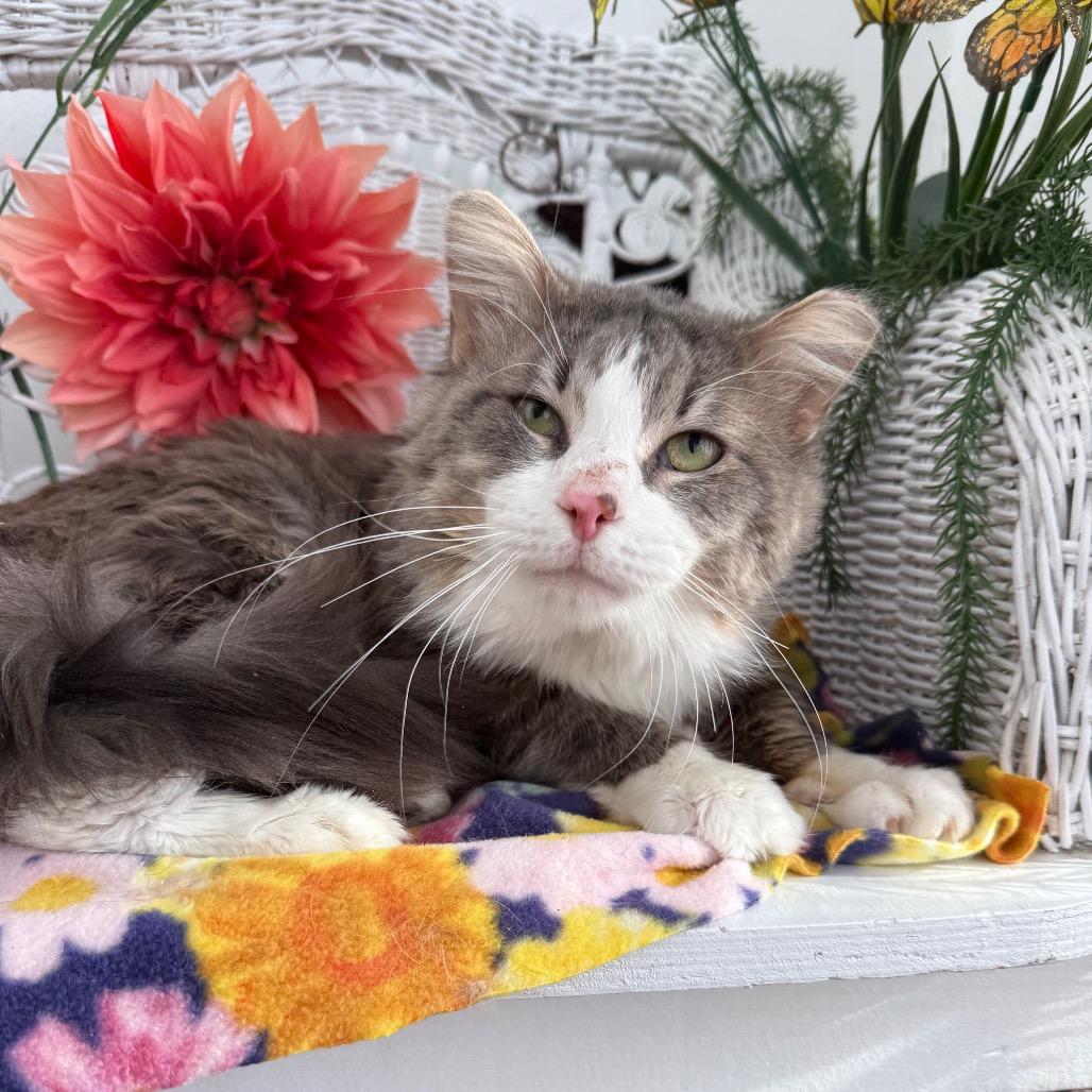 Bells a Jumping 55921, a Adoptable Domestic Medium Hair in Lansing, MI image 4/6