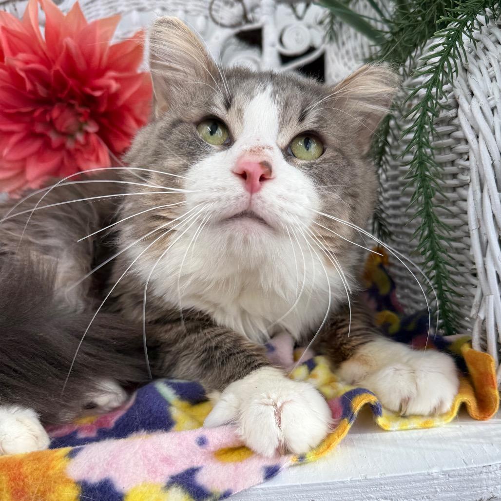 Bells a Jumping 55921, a Adoptable Domestic Medium Hair in Lansing, MI image 5/6