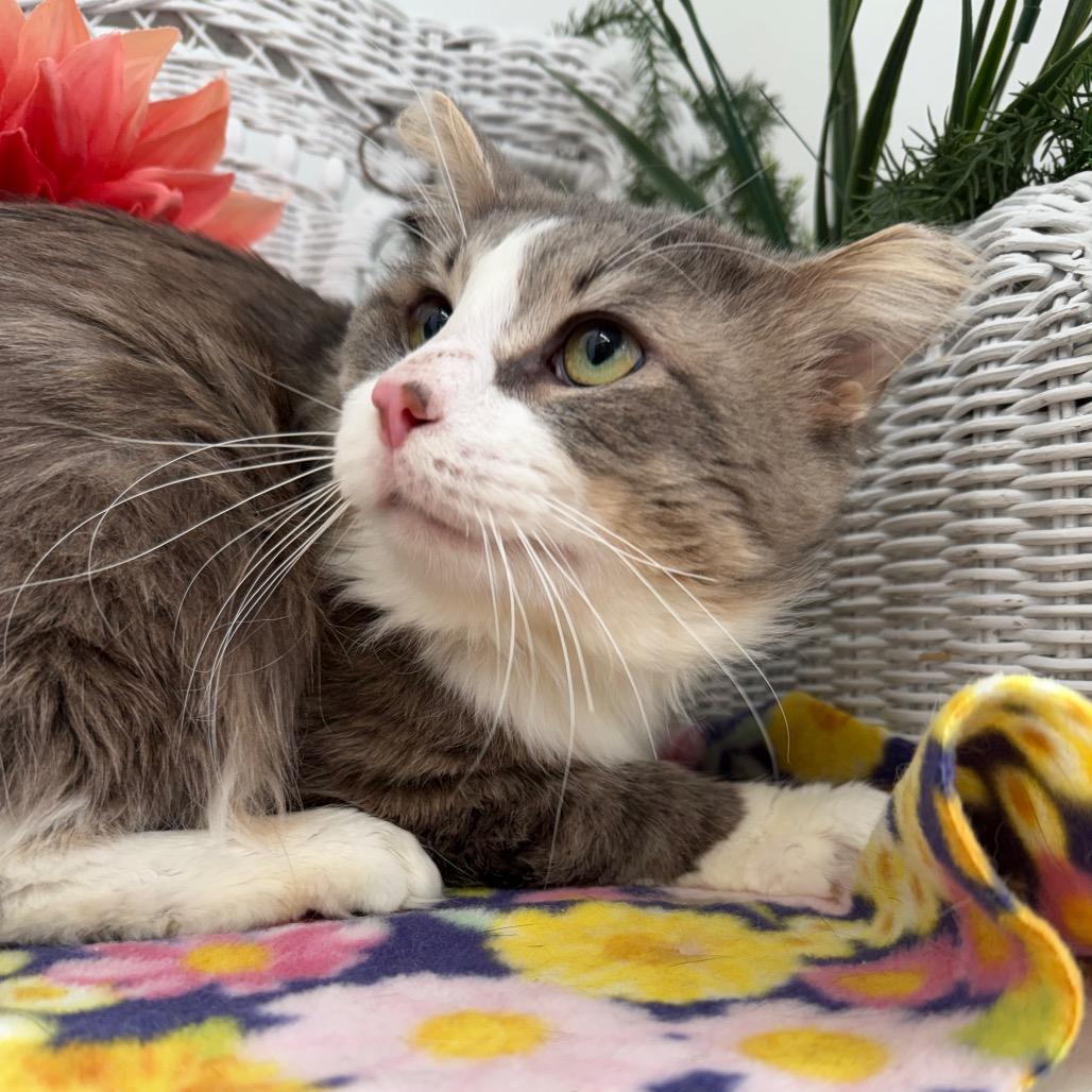 Bells a Jumping 55921, a Adoptable Domestic Medium Hair in Lansing, MI image 6/6