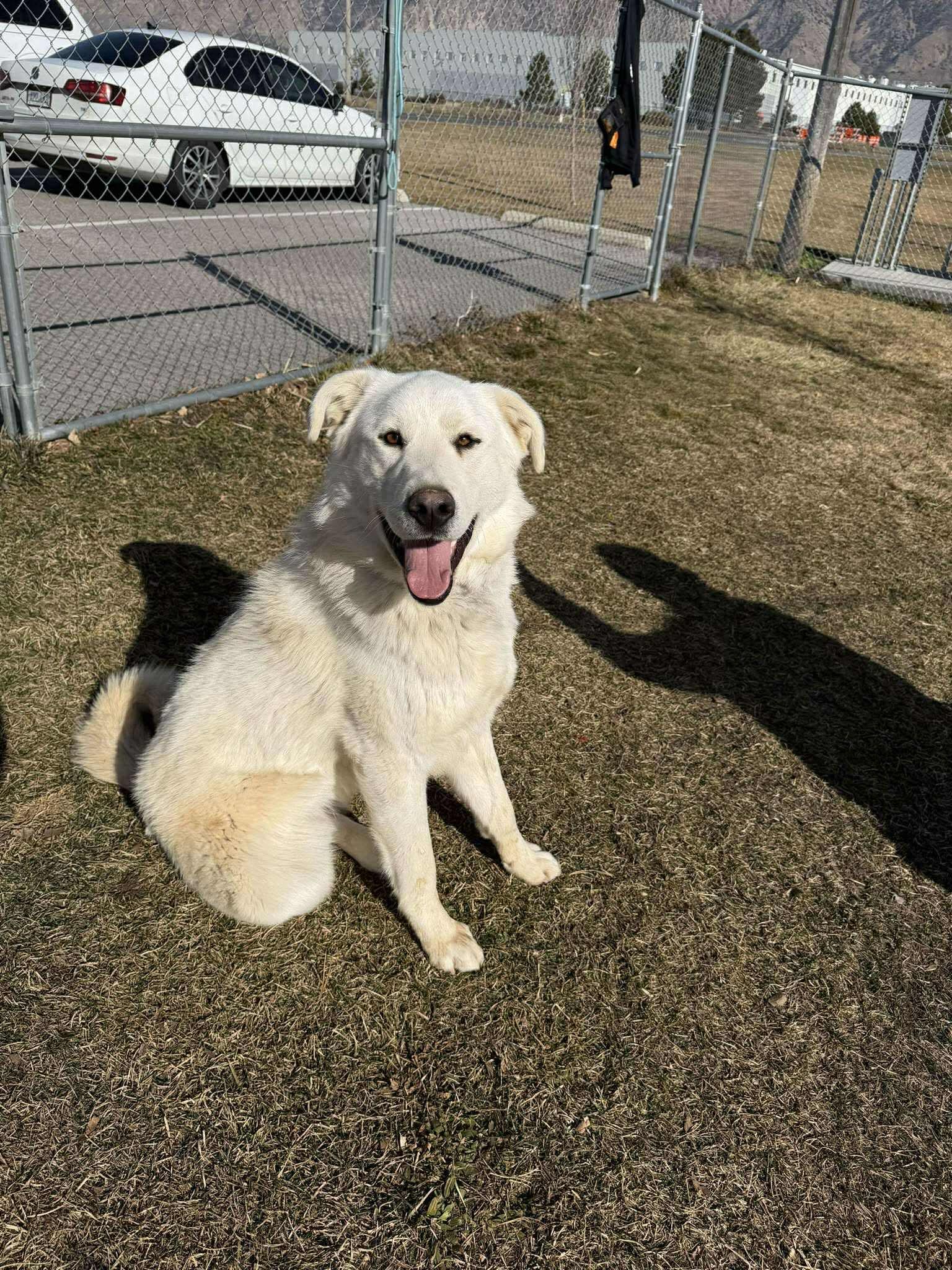 Pearl, Adopted, Young Female Akbash & Great Pyrenees.