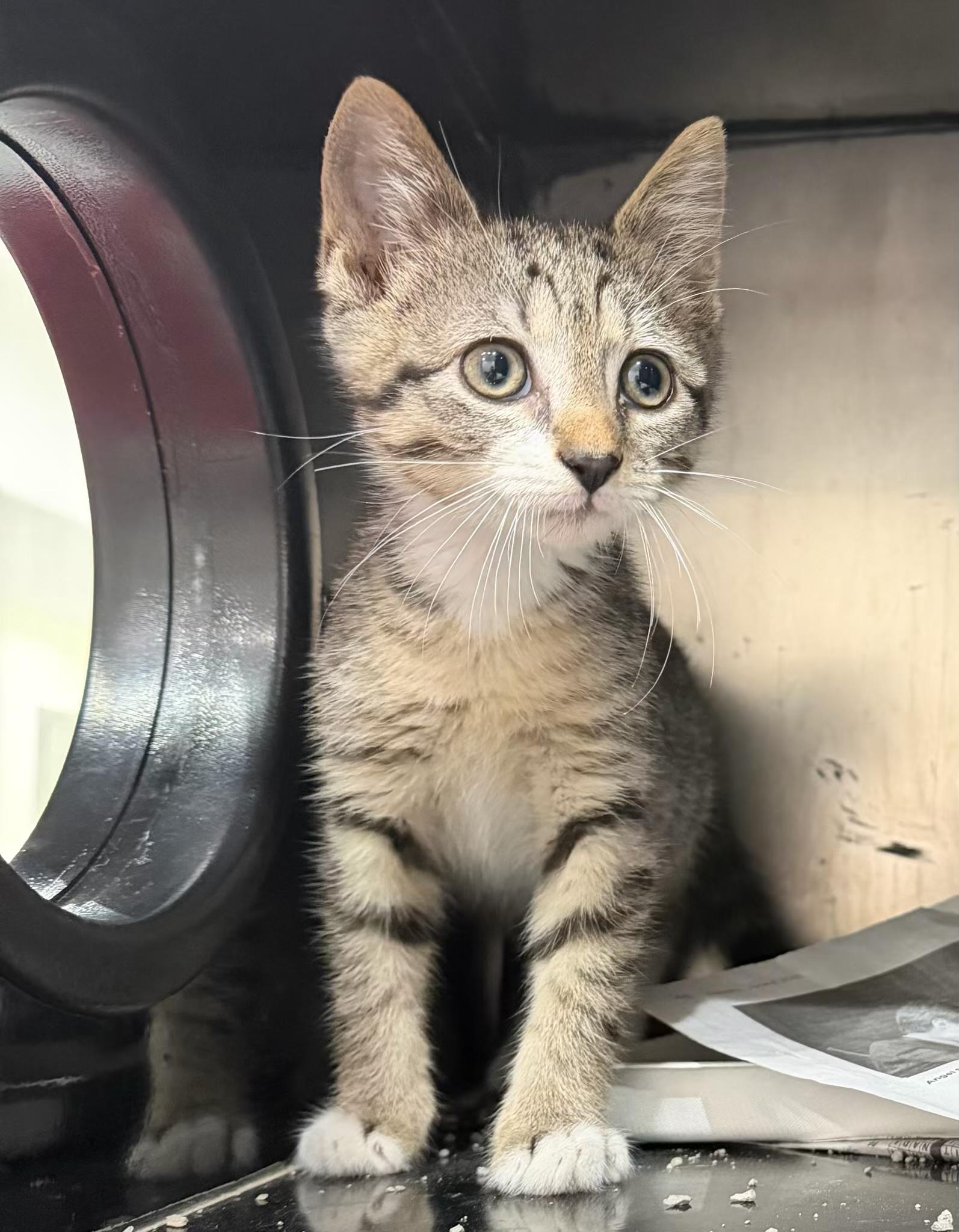 Enlarge Mochi, an adopted Domestic Short Hair in Sherman, TX image 1/1