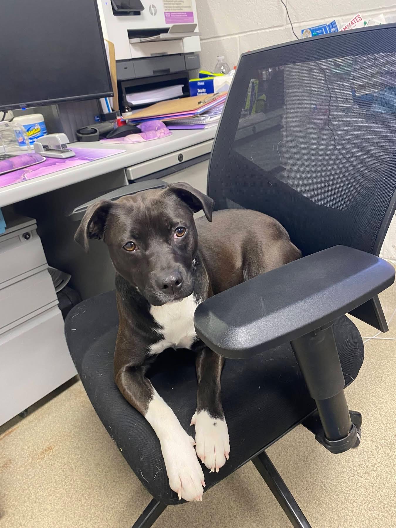 Charlie , ADOPTABLE, Young Female Mixed Breed.