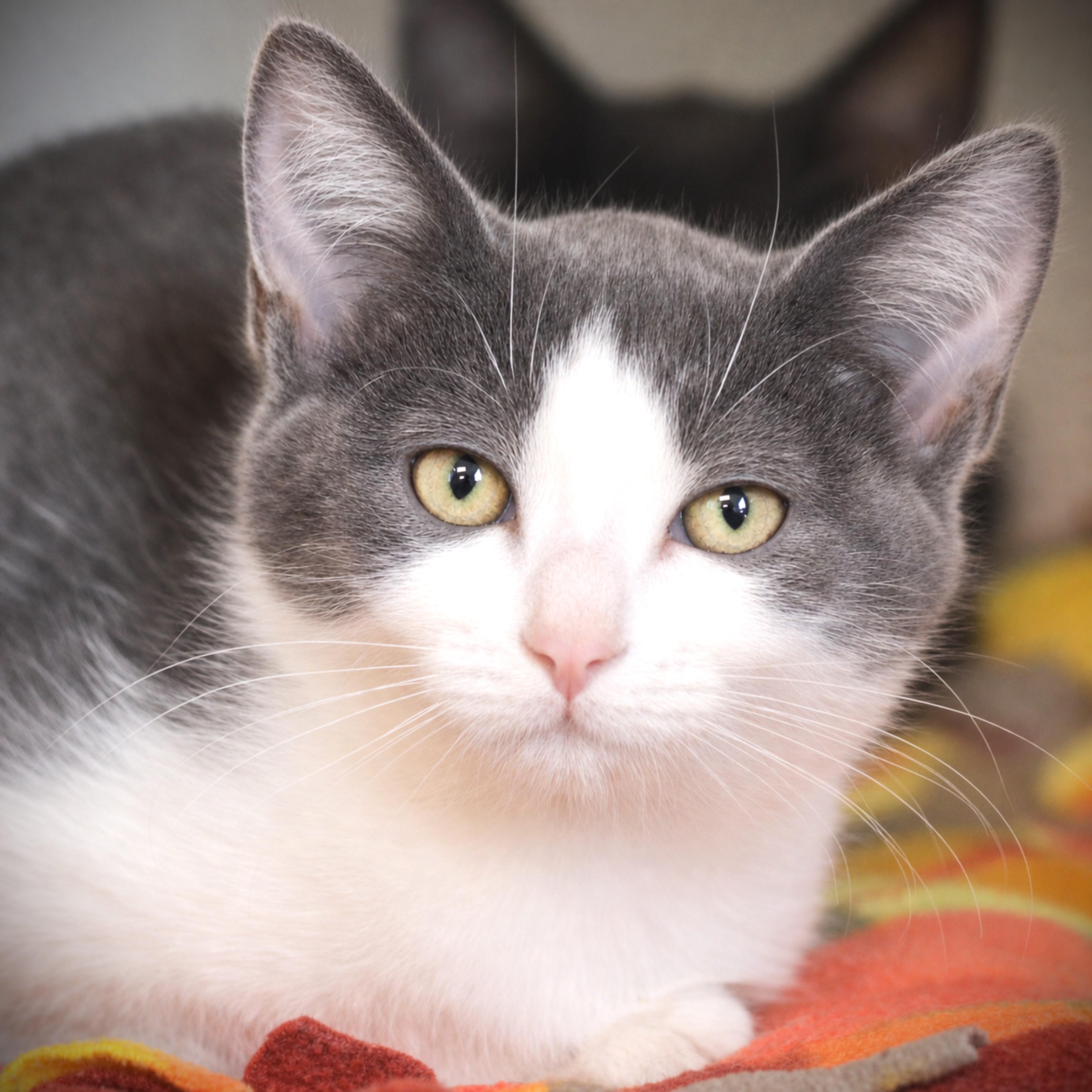 Mai, adoptable, Kitten Female Domestic Short Hair.