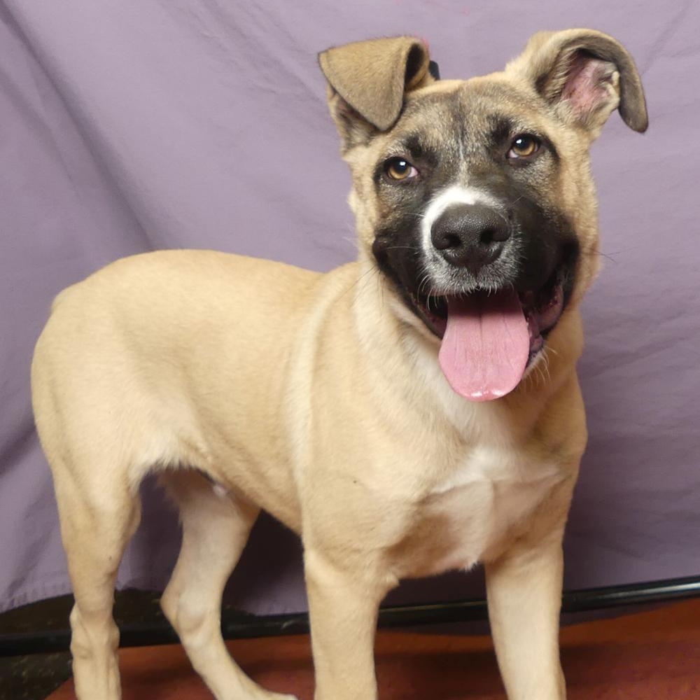Enlarge TONKA, a Adoptable mixed breed in Ukiah, CA image 1/5