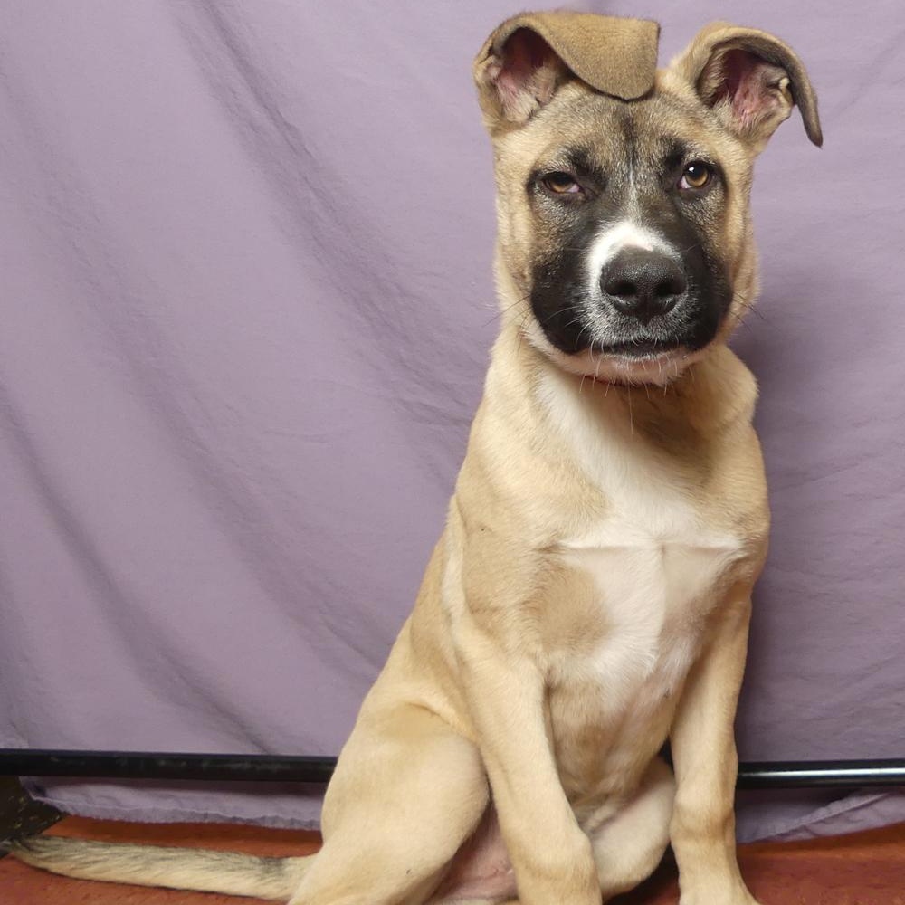 Enlarge TONKA, a Adoptable mixed breed in Ukiah, CA image 2/5