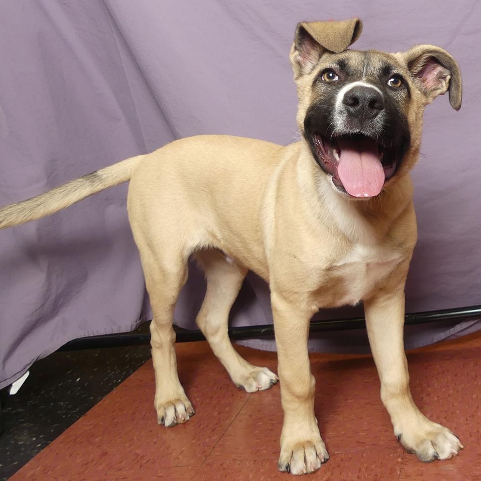 TONKA, Adoptable, Young Male Mixed Breed.