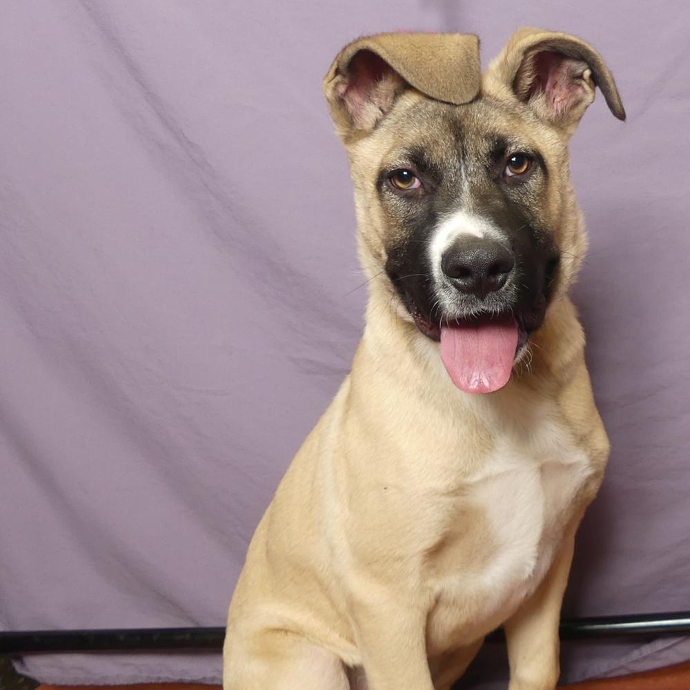 Enlarge TONKA, a Adoptable mixed breed in Ukiah, CA image 5/5