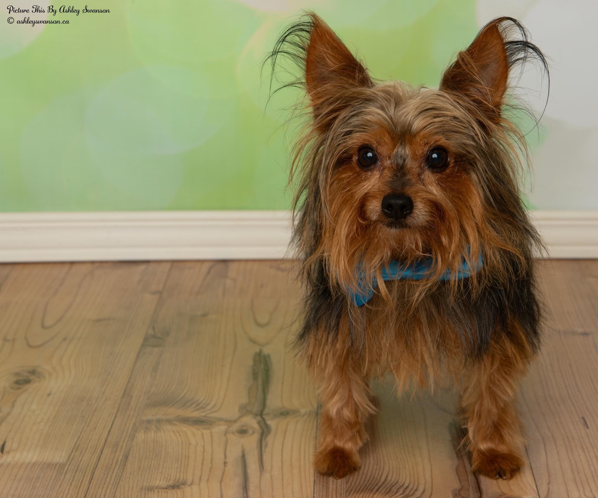 Gizmo, Adopted, Adult Male Yorkshire Terrier.