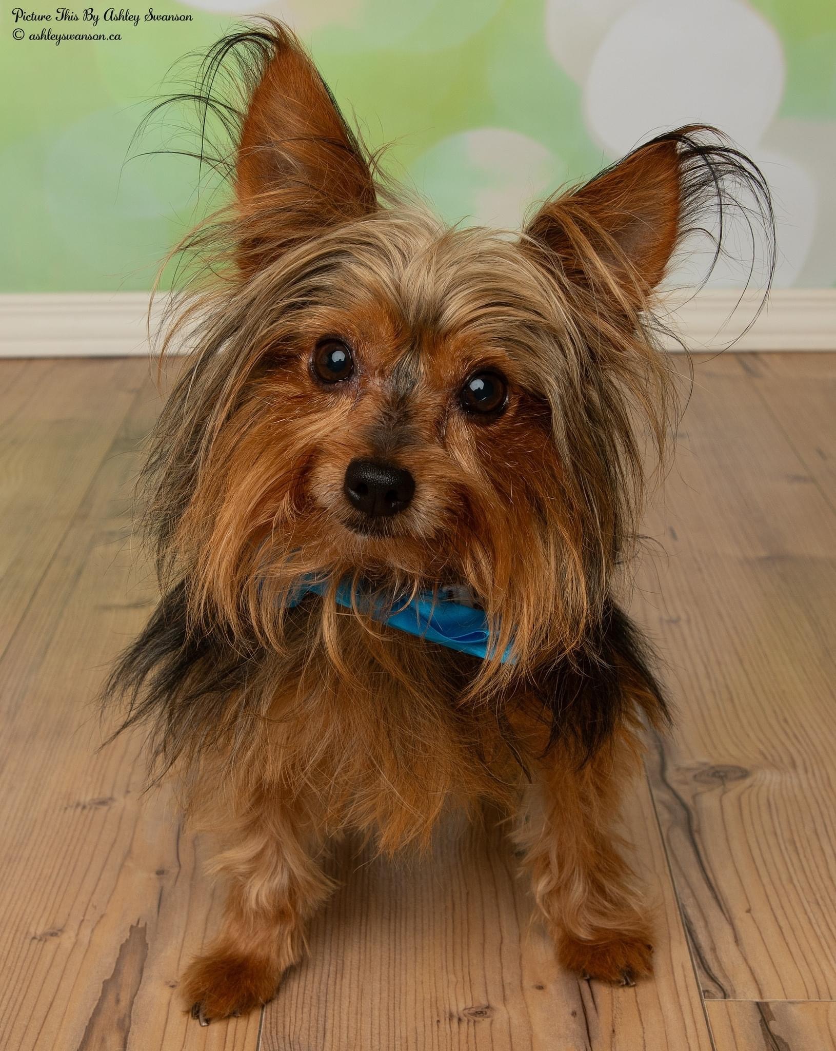 Enlarge Gizmo, a Adopted Yorkshire Terrier in Kirkland Lake, ON image 2/12