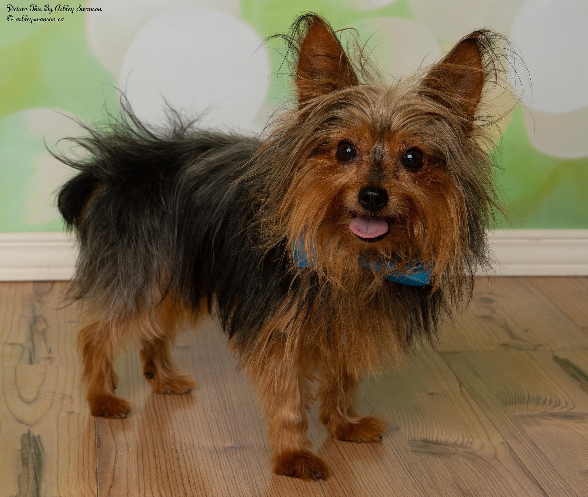 Enlarge Gizmo, a Adopted Yorkshire Terrier in Kirkland Lake, ON image 3/12