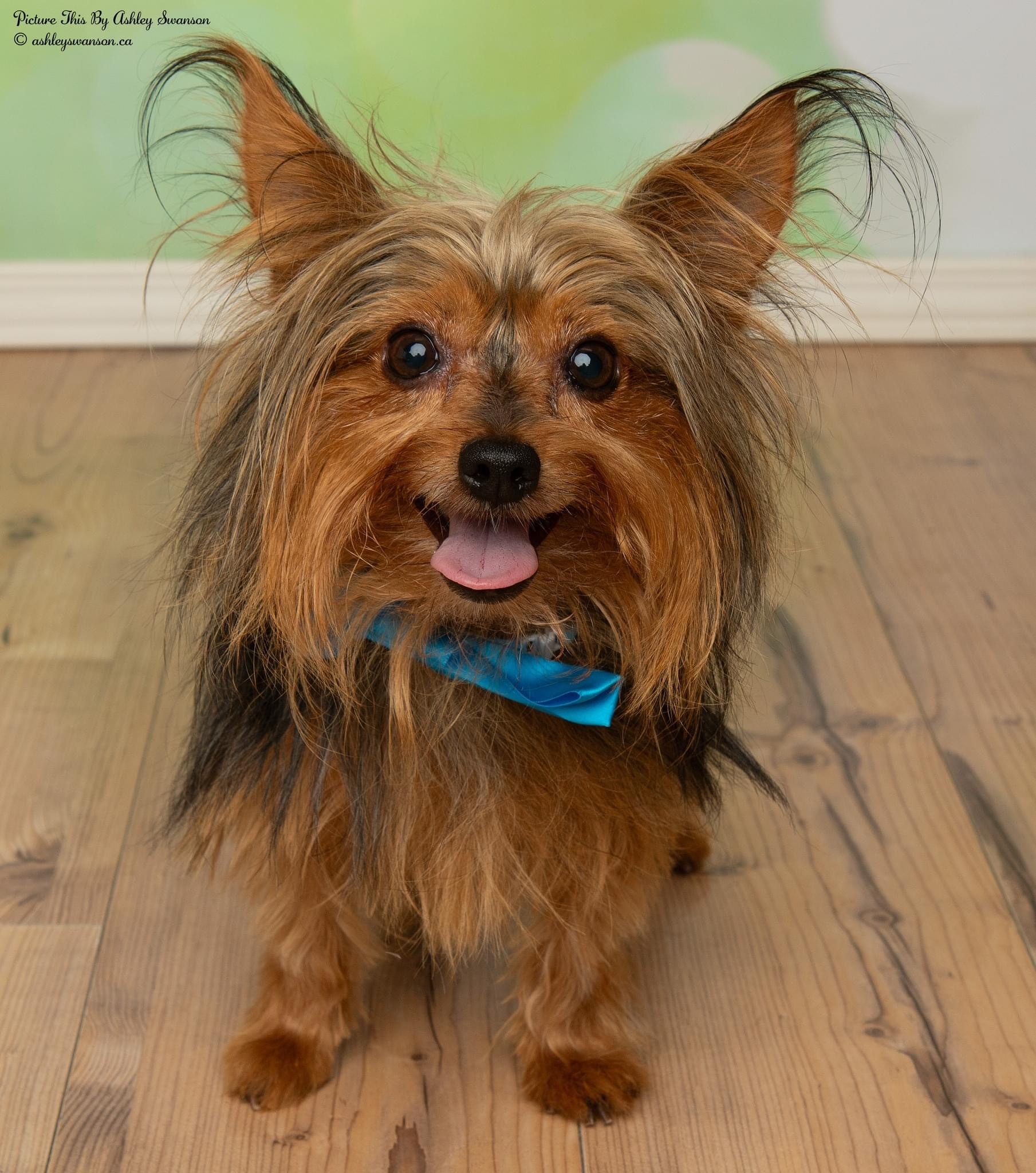 Enlarge Gizmo, a Adopted Yorkshire Terrier in Kirkland Lake, ON image 4/12