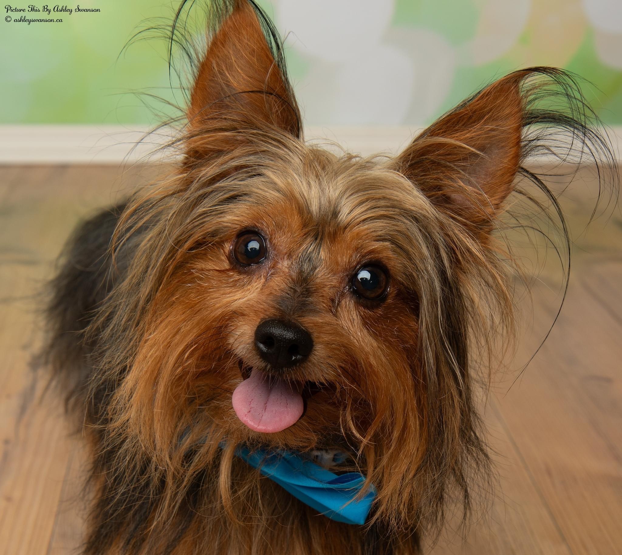Enlarge Gizmo, a Adopted Yorkshire Terrier in Kirkland Lake, ON image 5/12