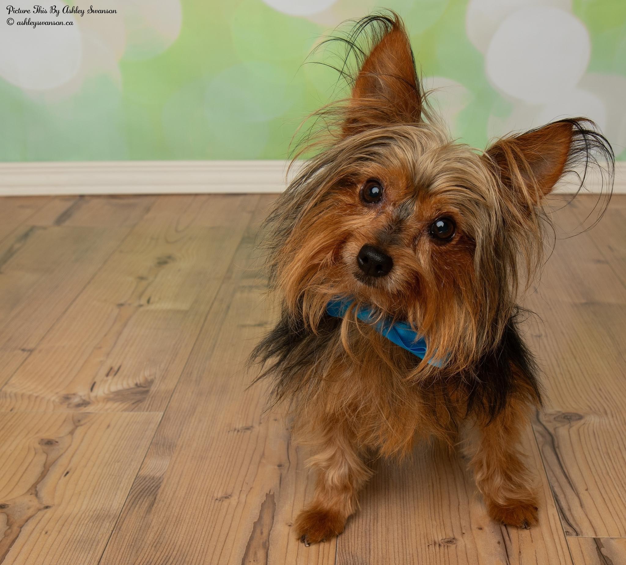 Enlarge Gizmo, a Adopted Yorkshire Terrier in Kirkland Lake, ON image 6/12