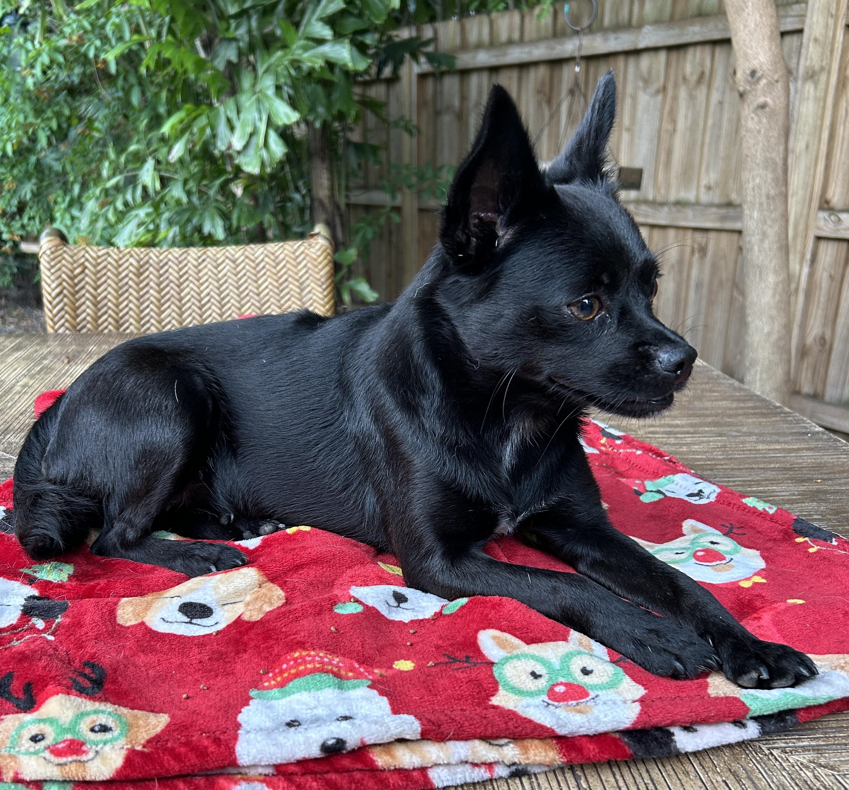 Betty, a ADOPTABLE mixed breed in Sarasota, FL image 6/6