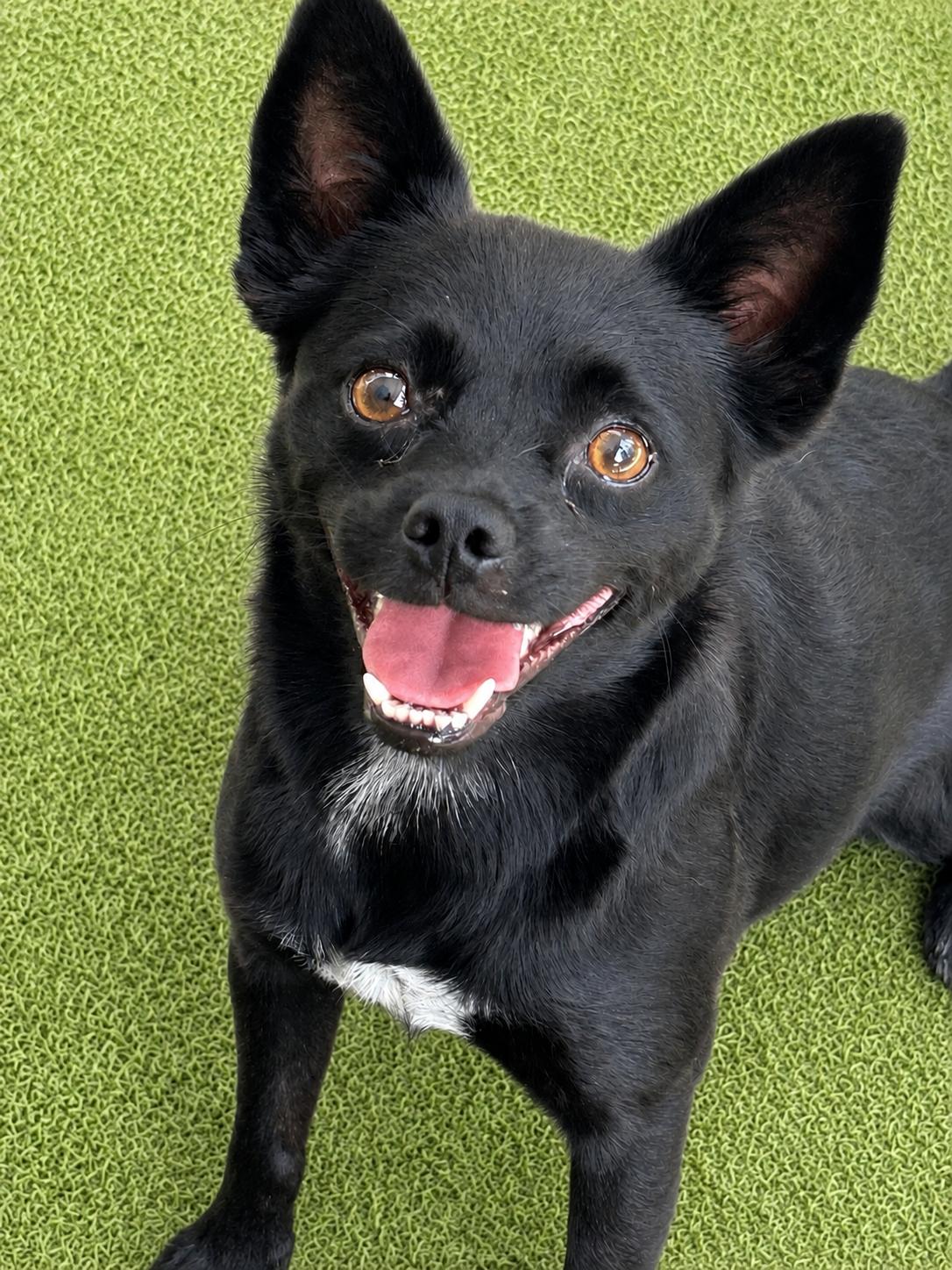 Betty, a ADOPTABLE mixed breed in Sarasota, FL image 2/2
