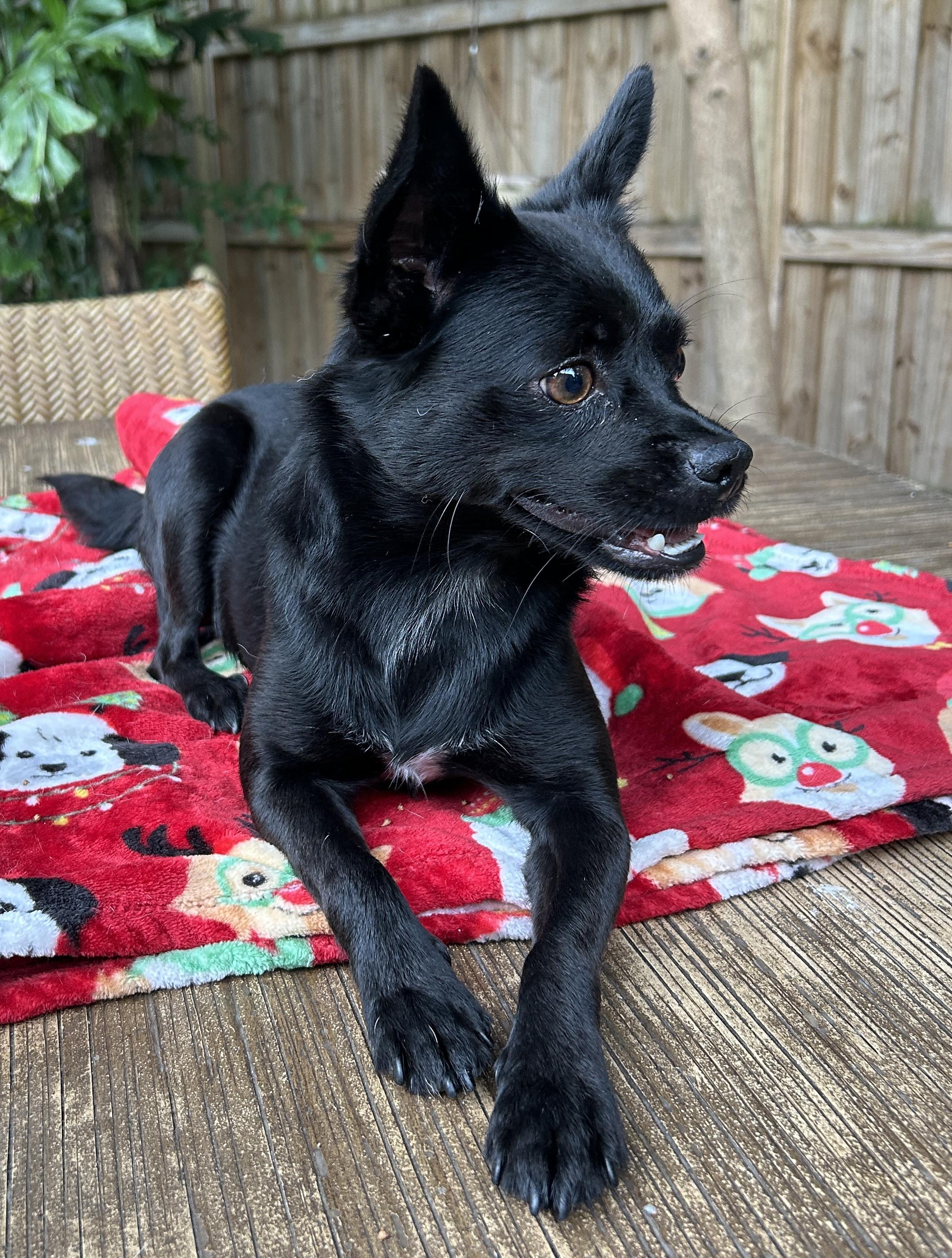 Betty, a ADOPTABLE mixed breed in Sarasota, FL image 5/6