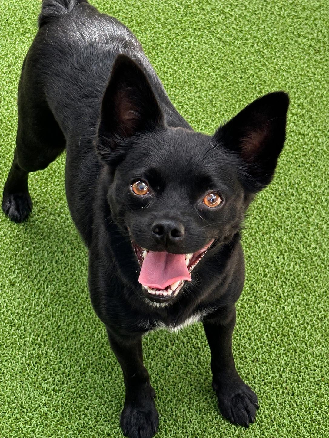 Betty, ADOPTABLE, Young Female Rat Terrier.