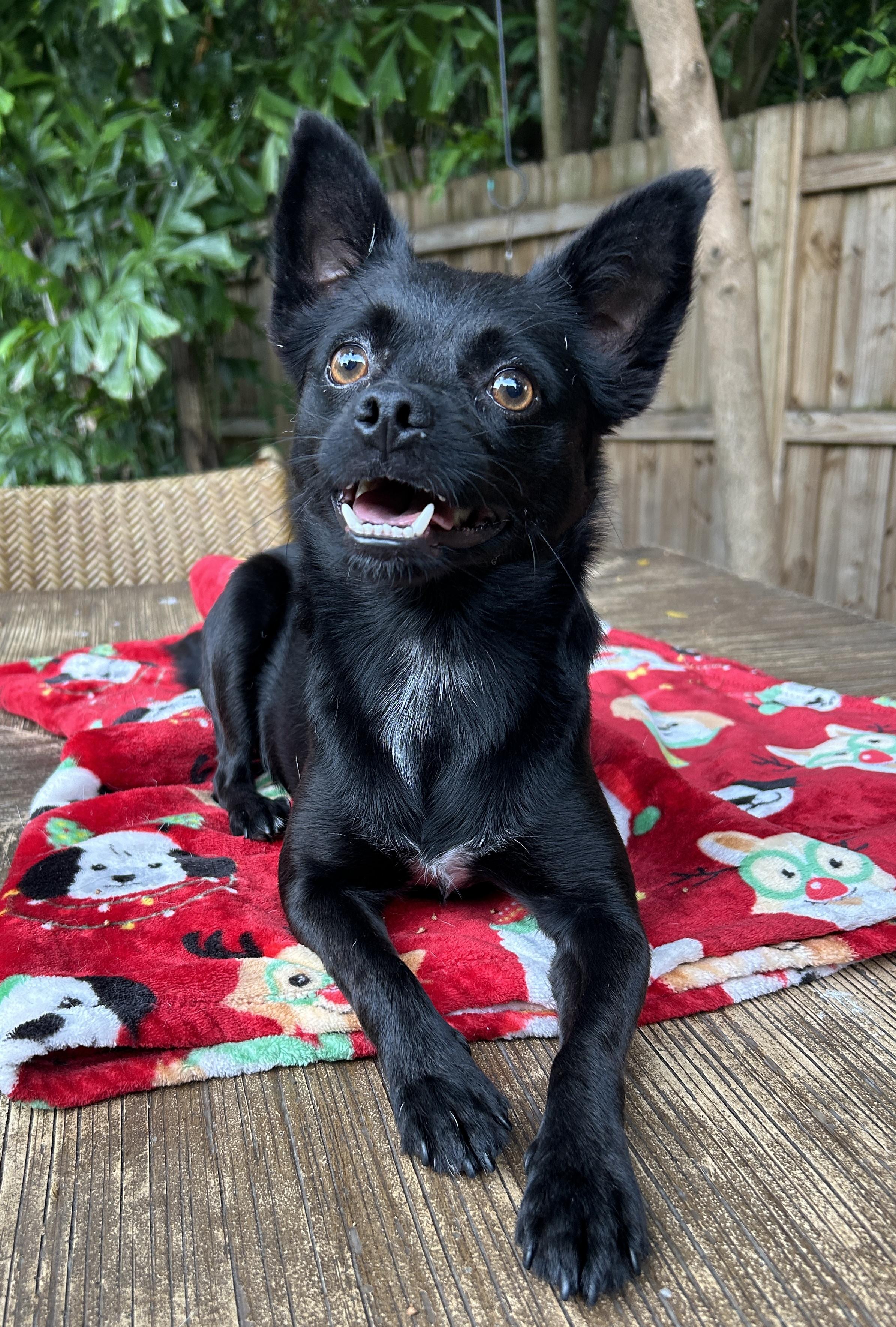 Betty, a ADOPTABLE mixed breed in Sarasota, FL image 3/6