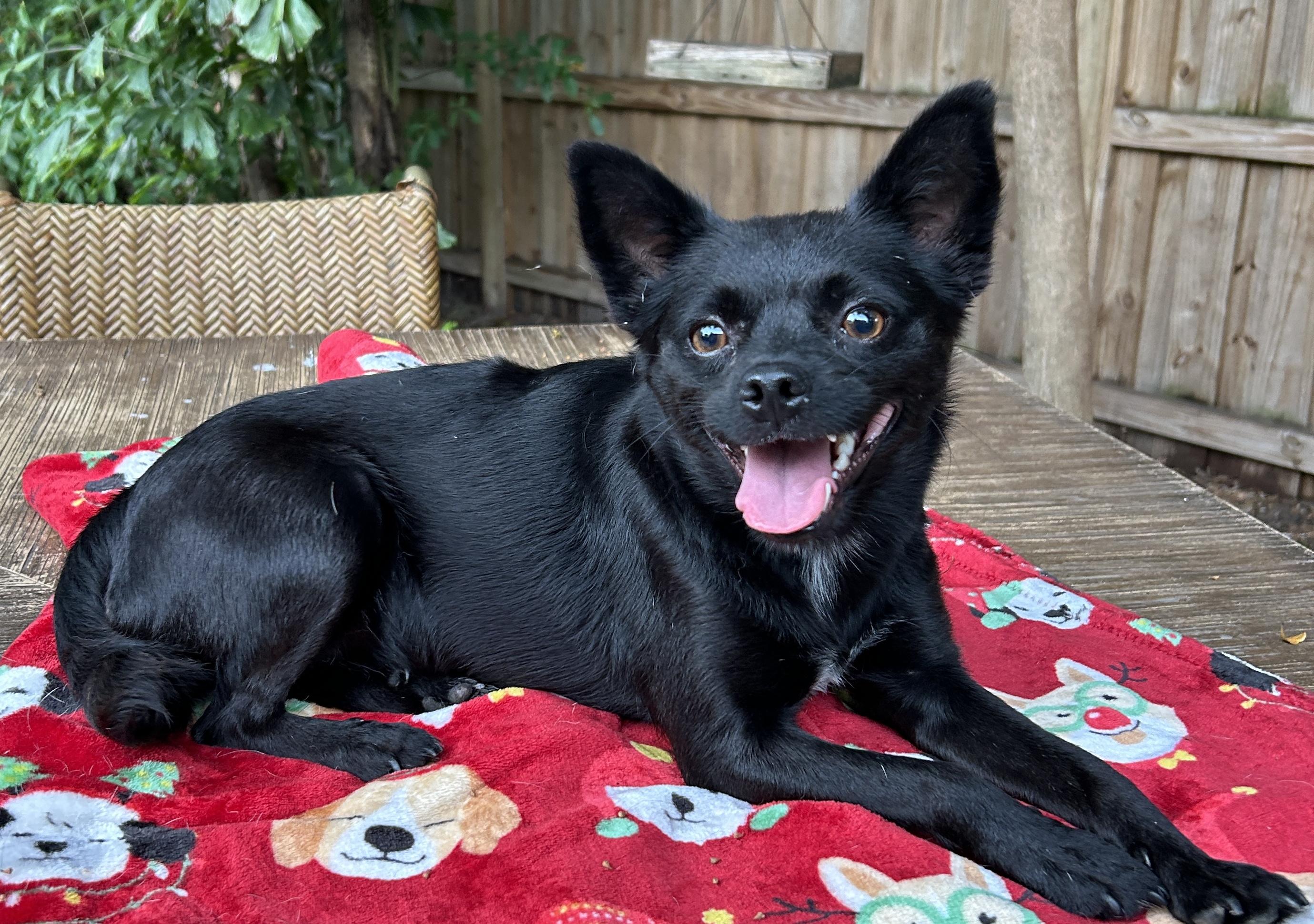 Betty, a ADOPTABLE mixed breed in Sarasota, FL image 4/6
