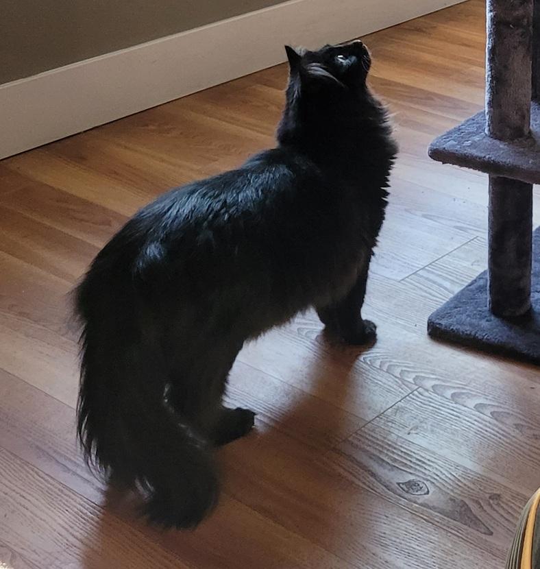 Ruthie Annie - Courtesy Post, a ADOPTABLE Domestic Long Hair in Clackamas, OR image 2/5