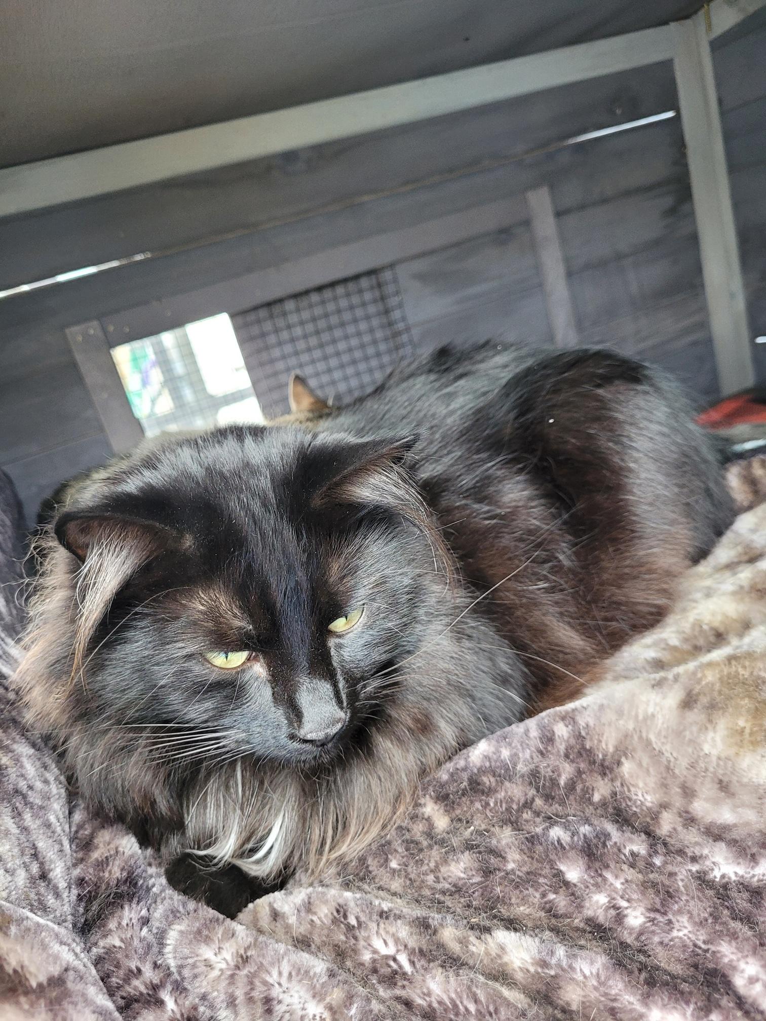Ruthie Annie - Courtesy Post, a ADOPTABLE Domestic Long Hair in Clackamas, OR image 4/5