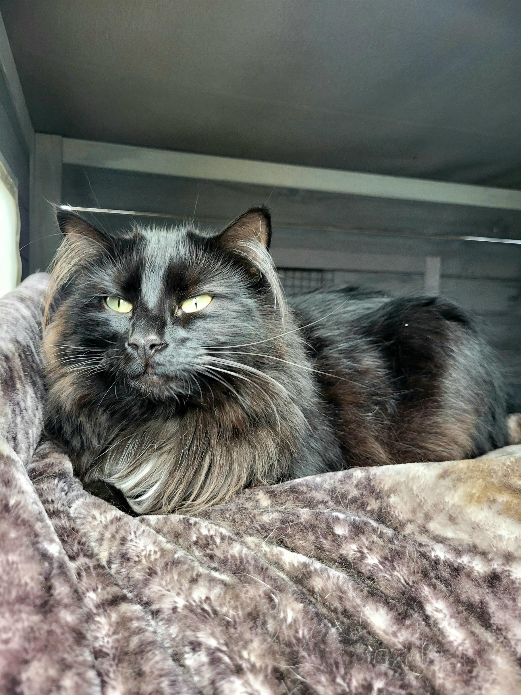 Ruthie Annie - Courtesy Post, a ADOPTABLE Domestic Long Hair in Clackamas, OR image 1/5