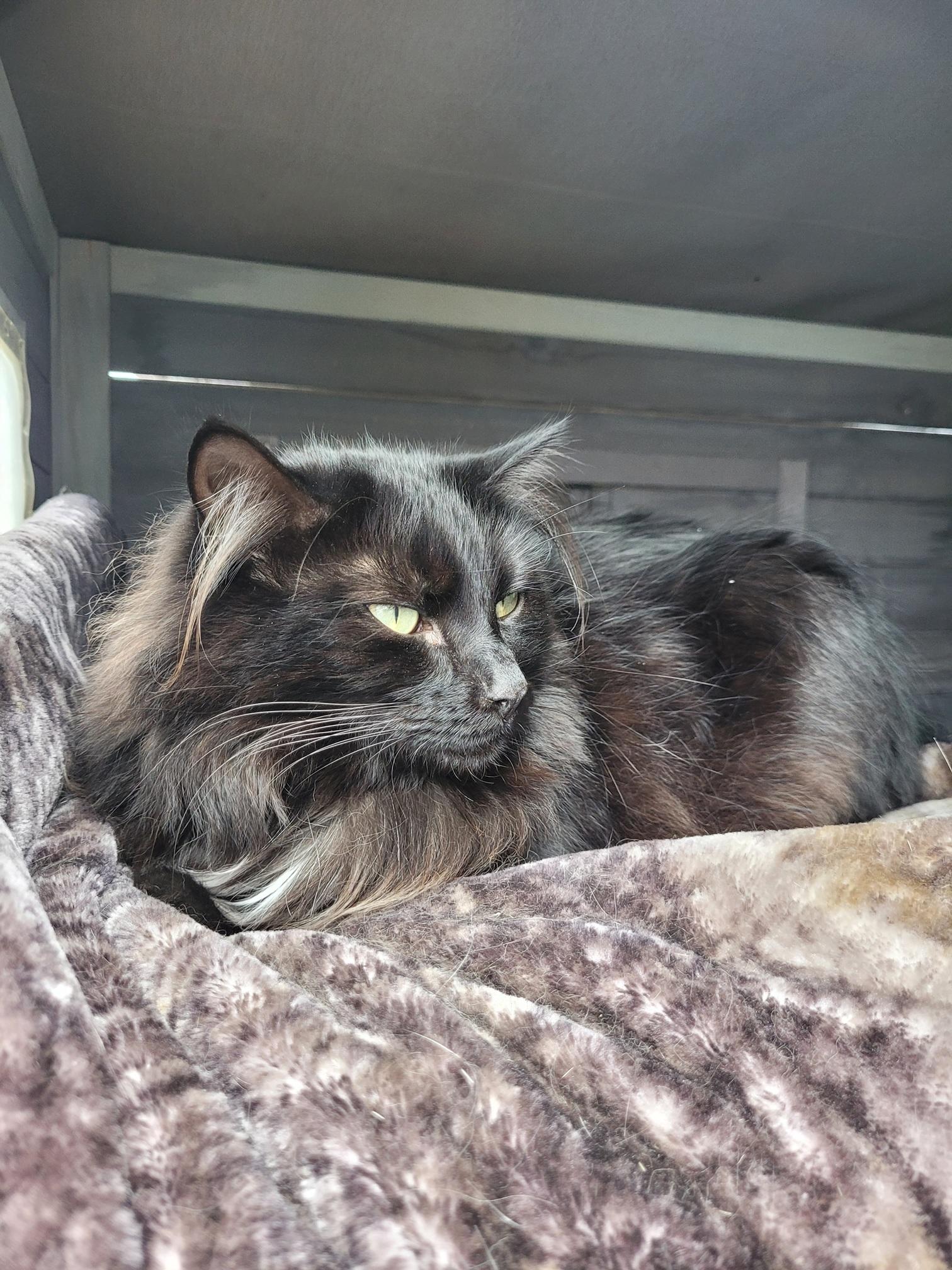 Ruthie Annie - Courtesy Post, a ADOPTABLE Domestic Long Hair in Clackamas, OR image 5/5