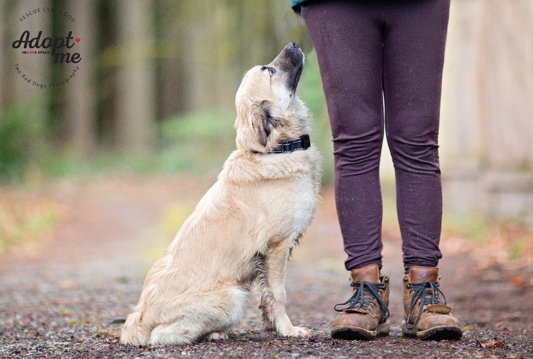Forest, a Adoptable mixed breed in Seattle, WA image 1/6