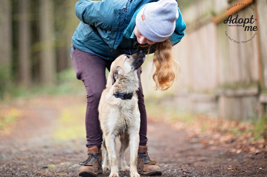 Forest, a Adoptable mixed breed in Seattle, WA image 2/6