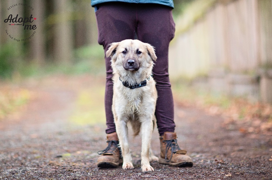 Forest, a Adoptable mixed breed in Seattle, WA image 3/6