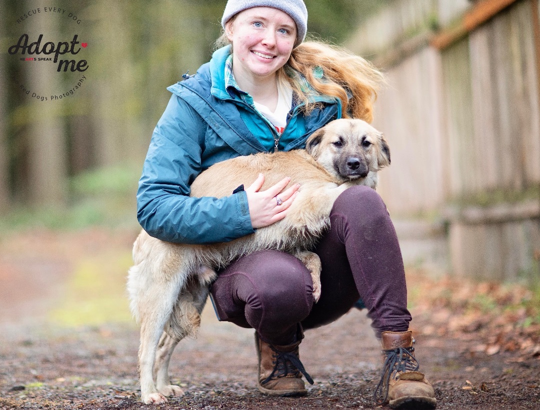 Forest, a Adoptable mixed breed in Seattle, WA image 4/6