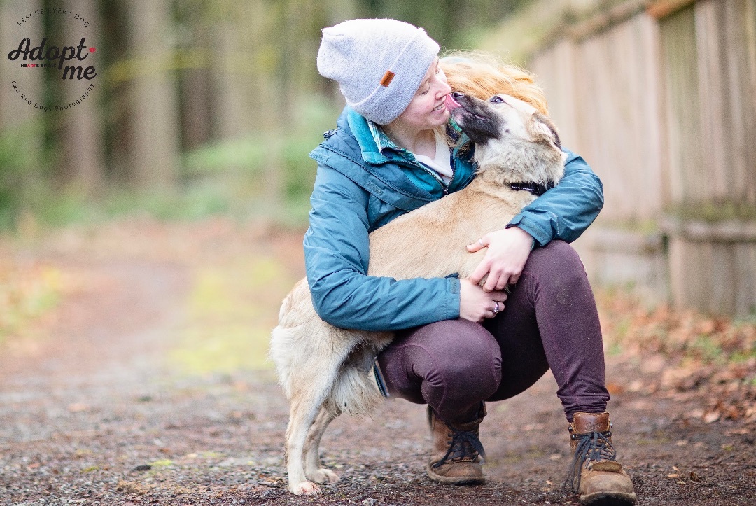 Forest, a Adoptable mixed breed in Seattle, WA image 6/6