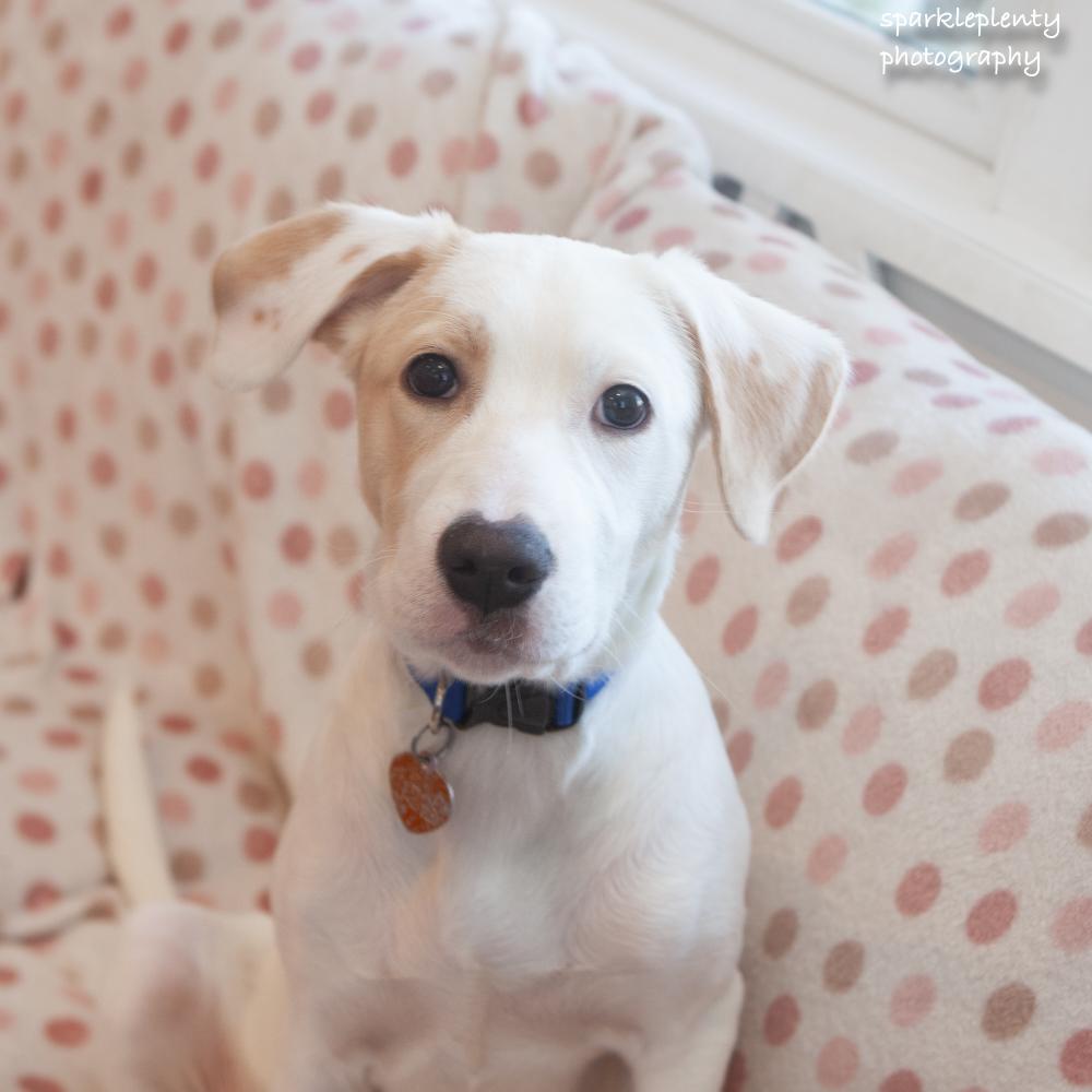 Enlarge Jacob, an adoptable mixed breed in Ridgefield, CT image 2/6