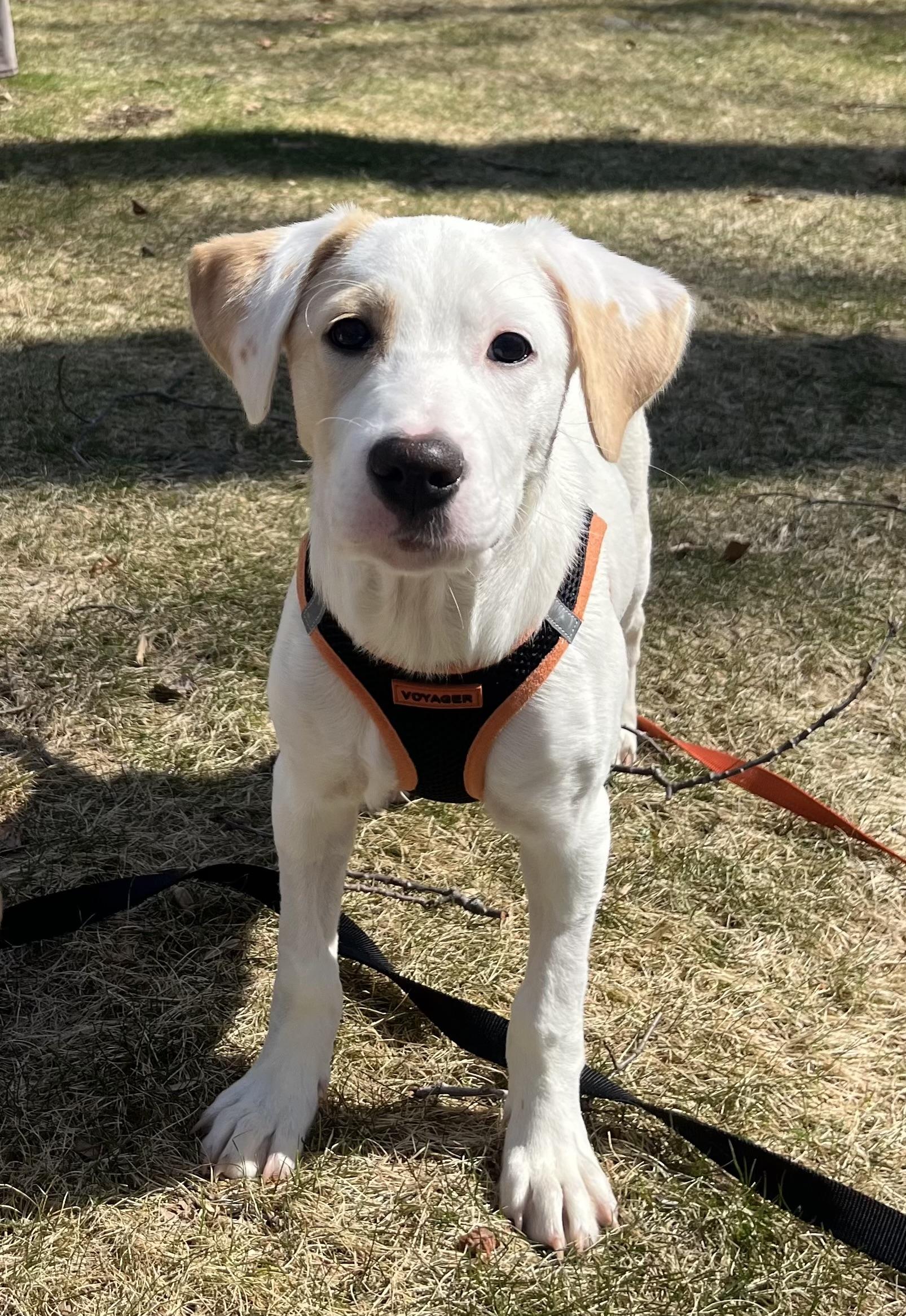 Jacob, adoptable, Puppy Male Mixed Breed.