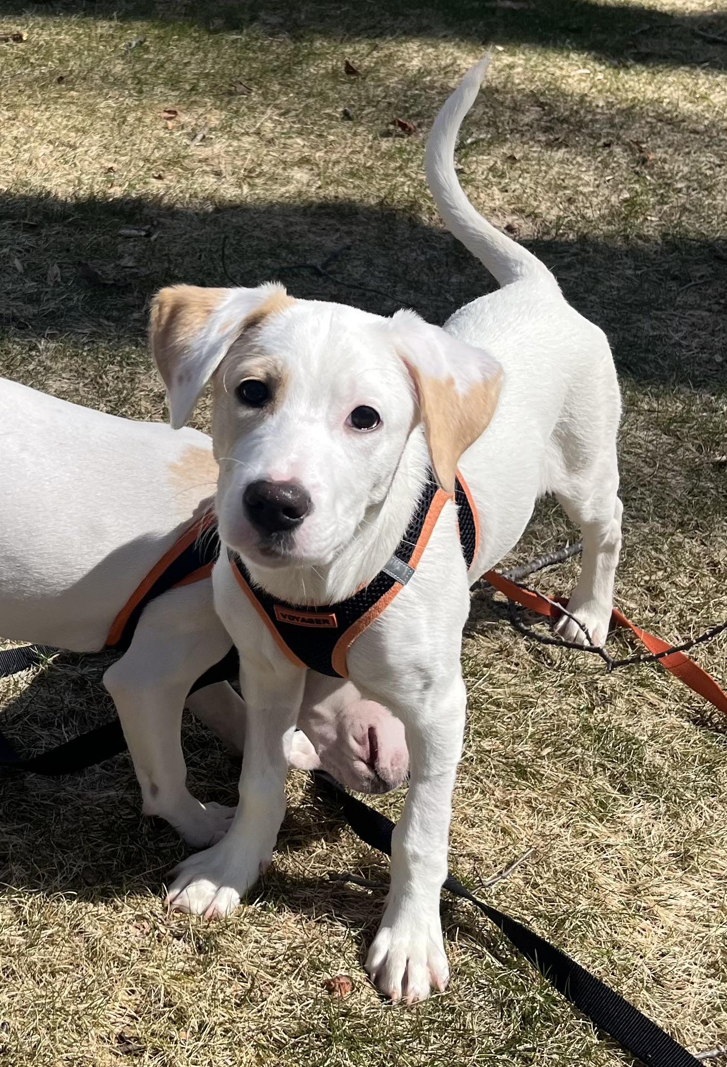 Enlarge Jacob, an adoptable mixed breed in Ridgefield, CT image 2/3