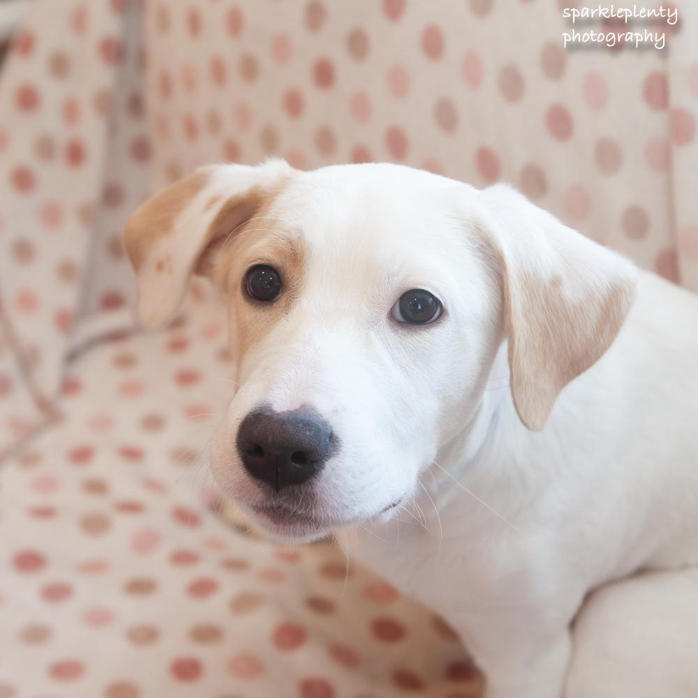 Enlarge Jacob, an adoptable mixed breed in Ridgefield, CT image 3/6