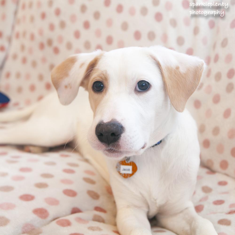 Jacob, adoptable, Puppy Male Mixed Breed.